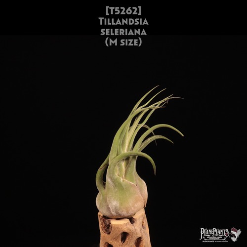 【イベント先行販売】seleriana M〔エアプランツ〕現品発送T5262