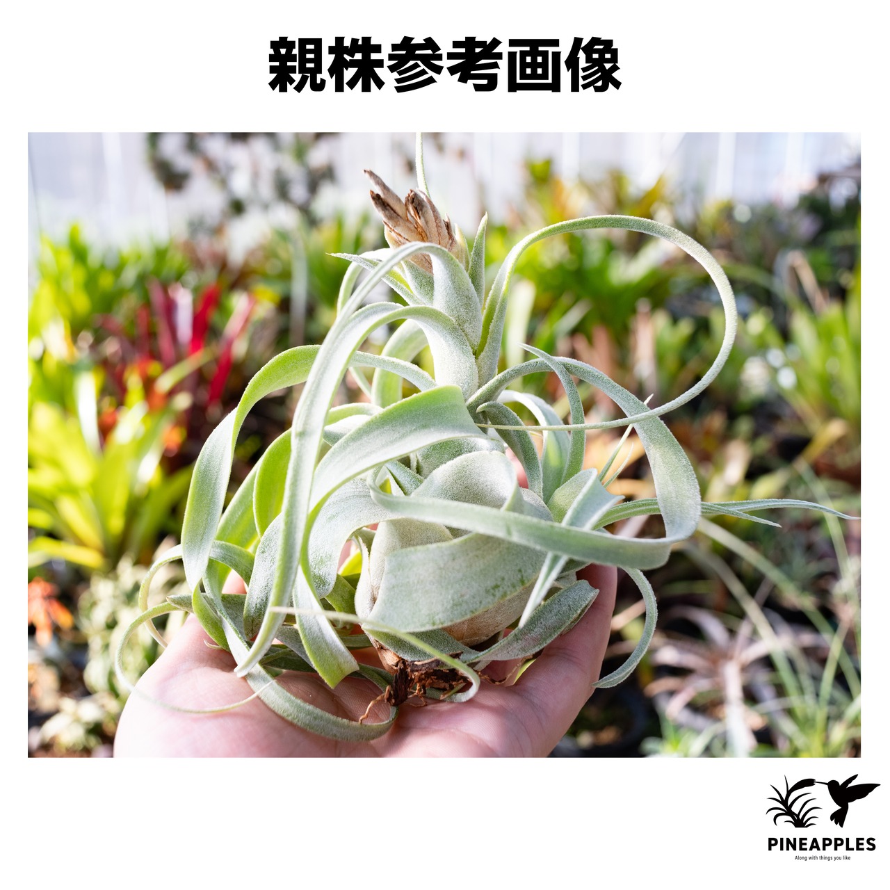 Tillandsia (streptophylla (Belize) x chiapensis) x diguetii 【現品】 - 2