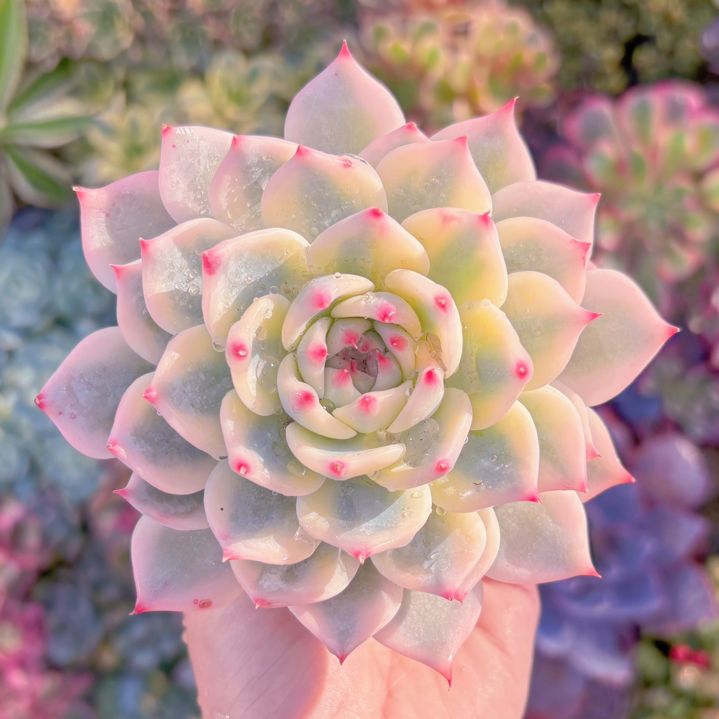 現品　チワワ錦#232　直径約10cm　在庫僅少　るる農園