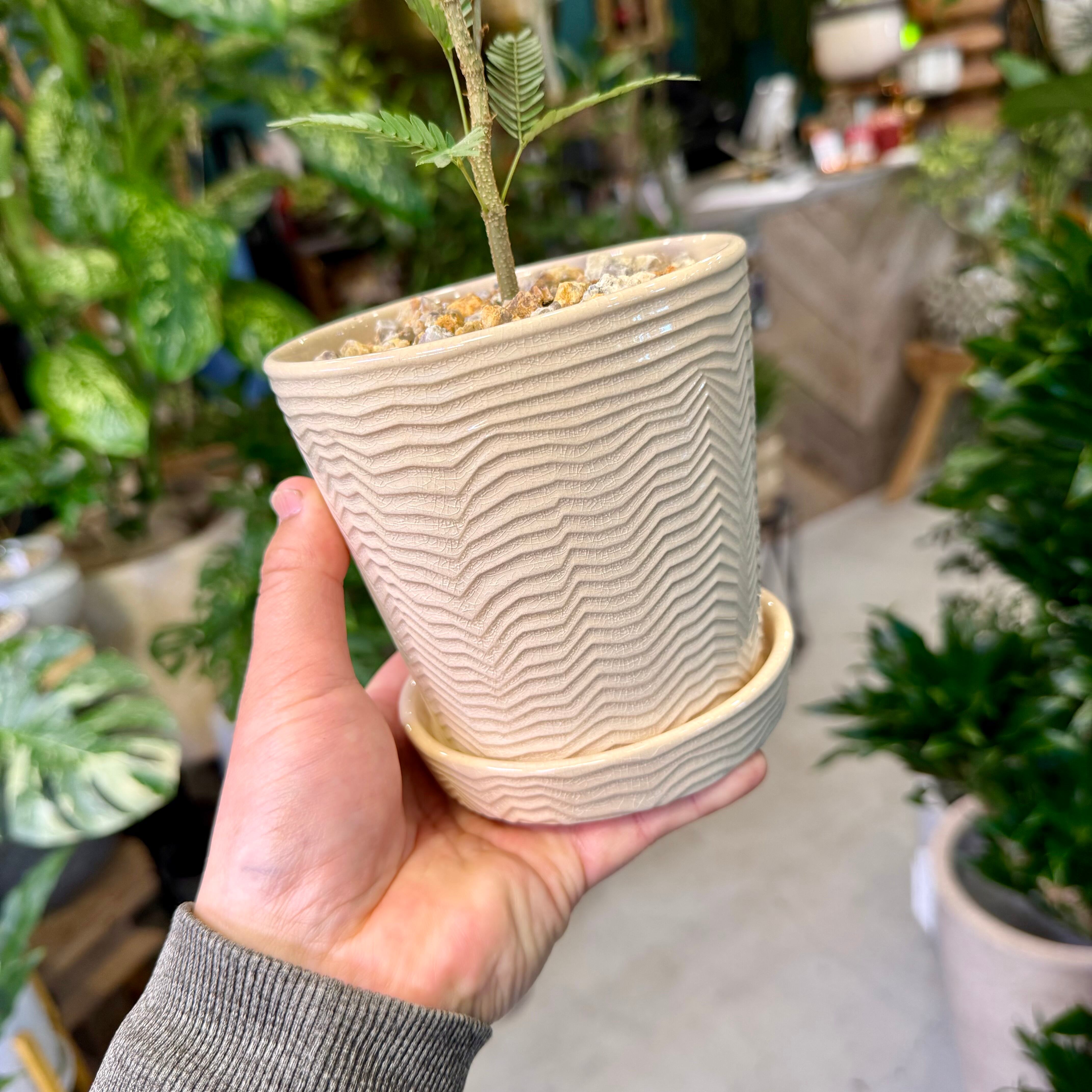 エバーフレッシュ | barrelplants_BONSAI