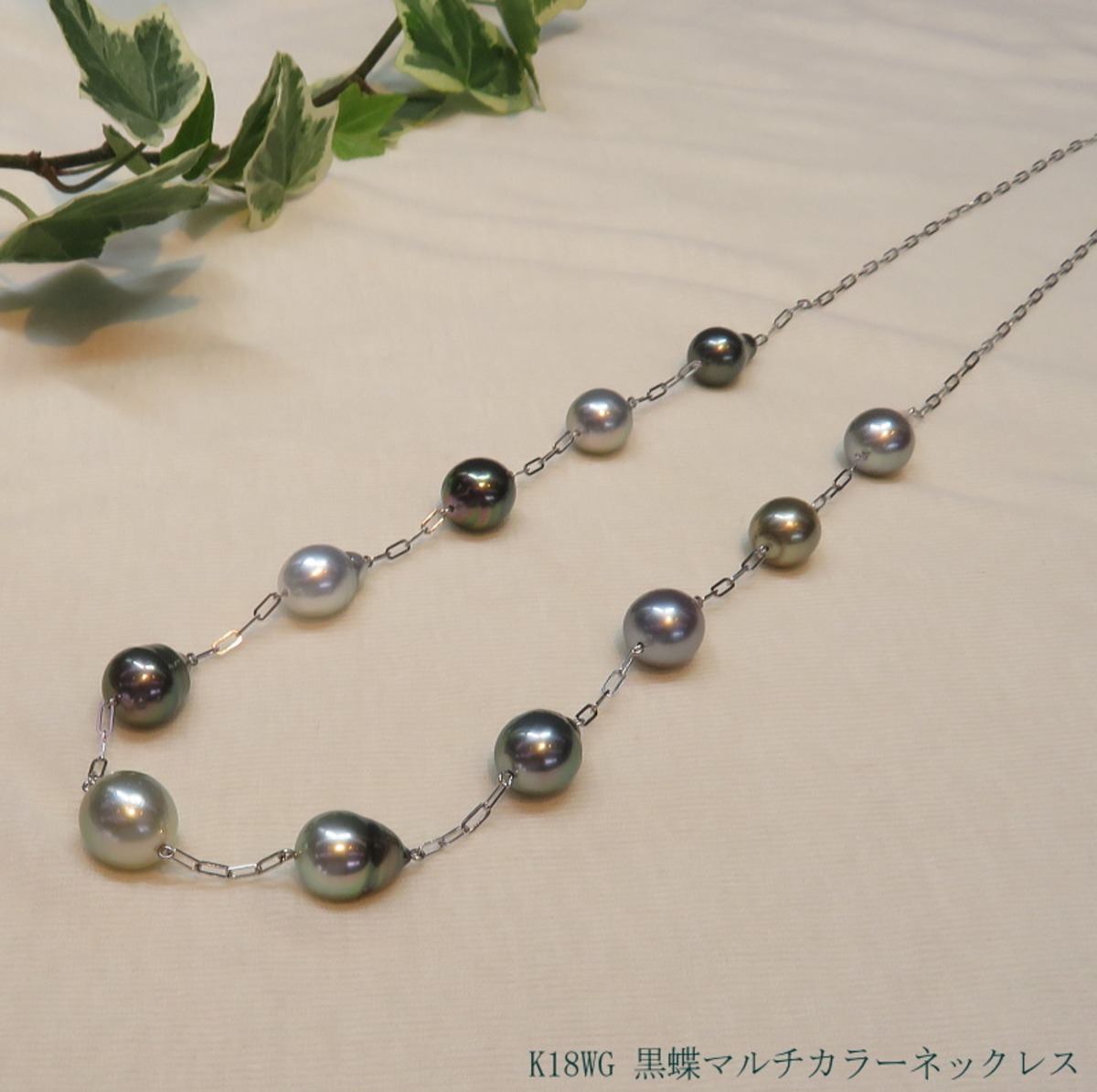 訳有り価格 ペルラジオーネマルチカラー 黒蝶ケシパール  