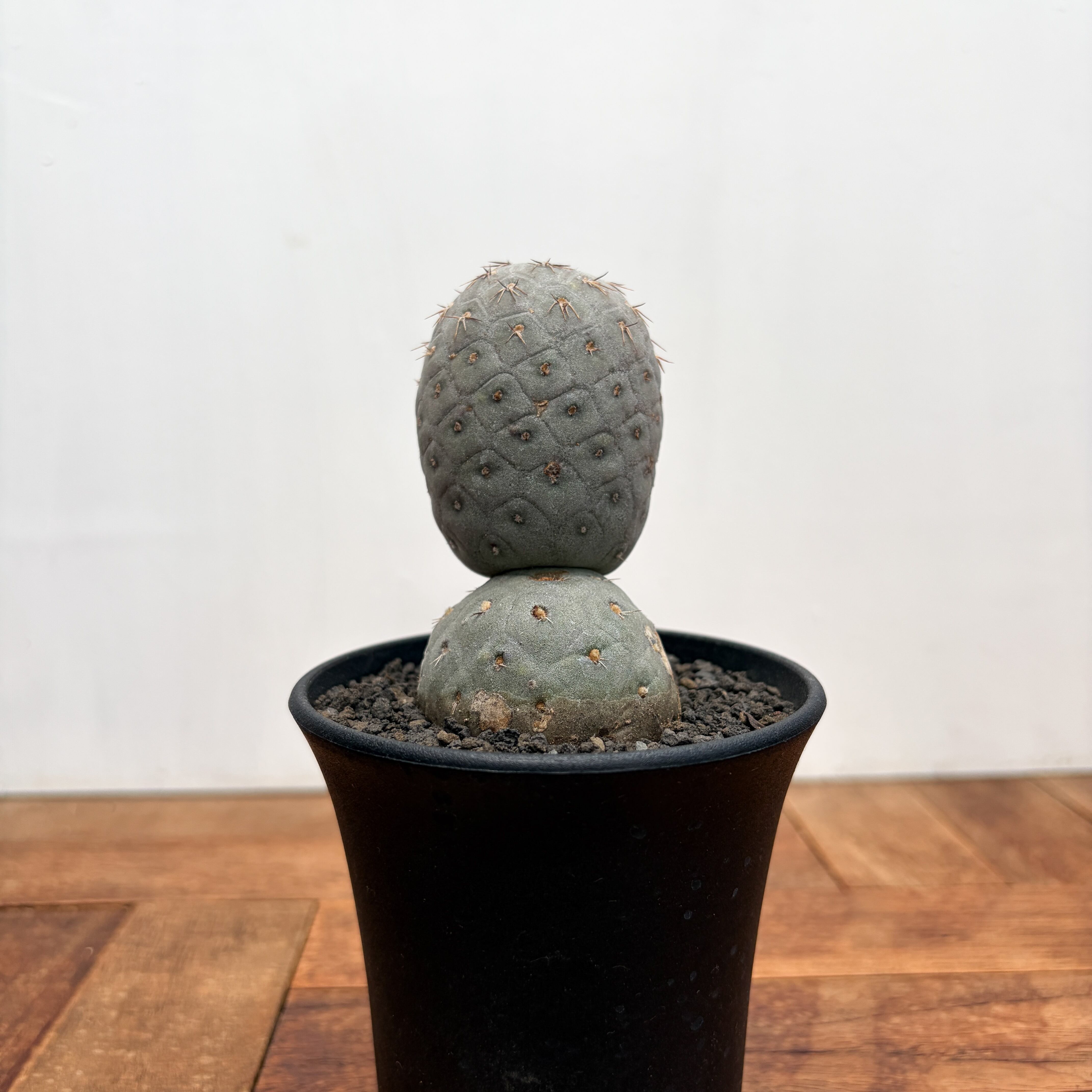 Tephrocactus geometricus【テフロカクタス・ゲオメトリクス