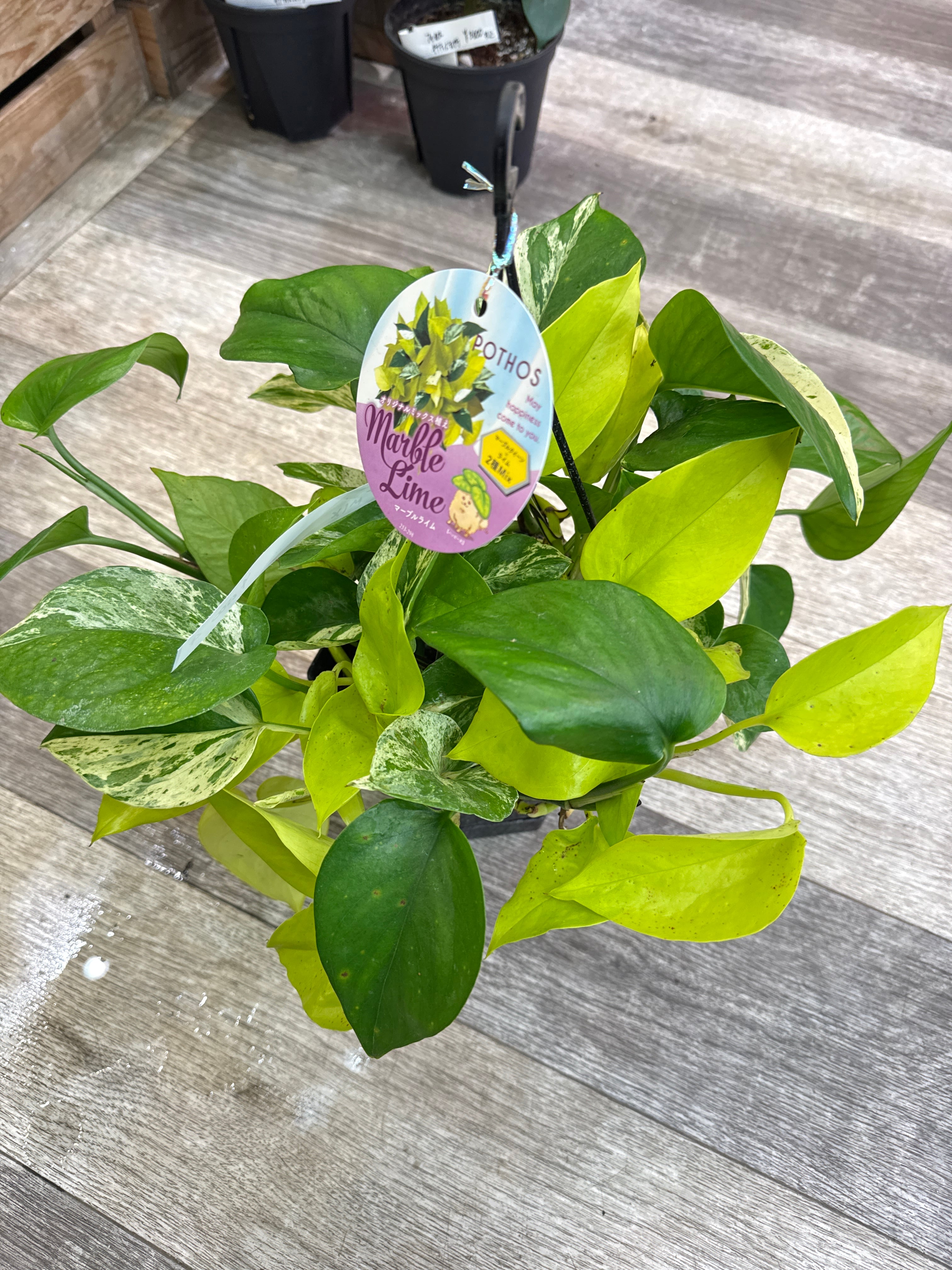 ④ ポトス mix 'marble Lime' | Gardenえん 【観葉熱帯植物】