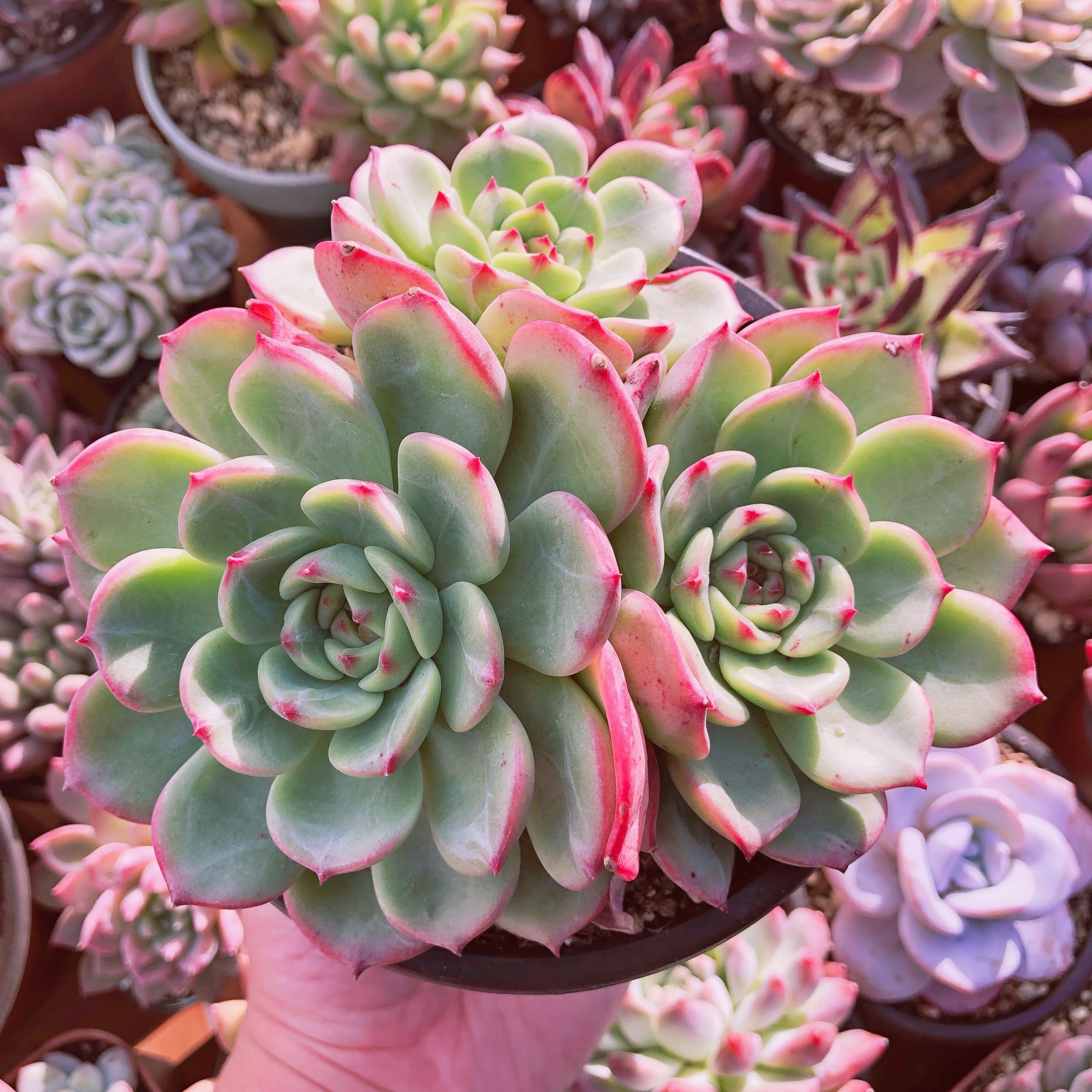多肉植物　 シャルモン  特大群生