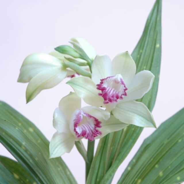hanazukin（花ずきん）　白花星ケイラン９cmポット苗　３鉢　農家直送の花苗・シンビジュームの花束
