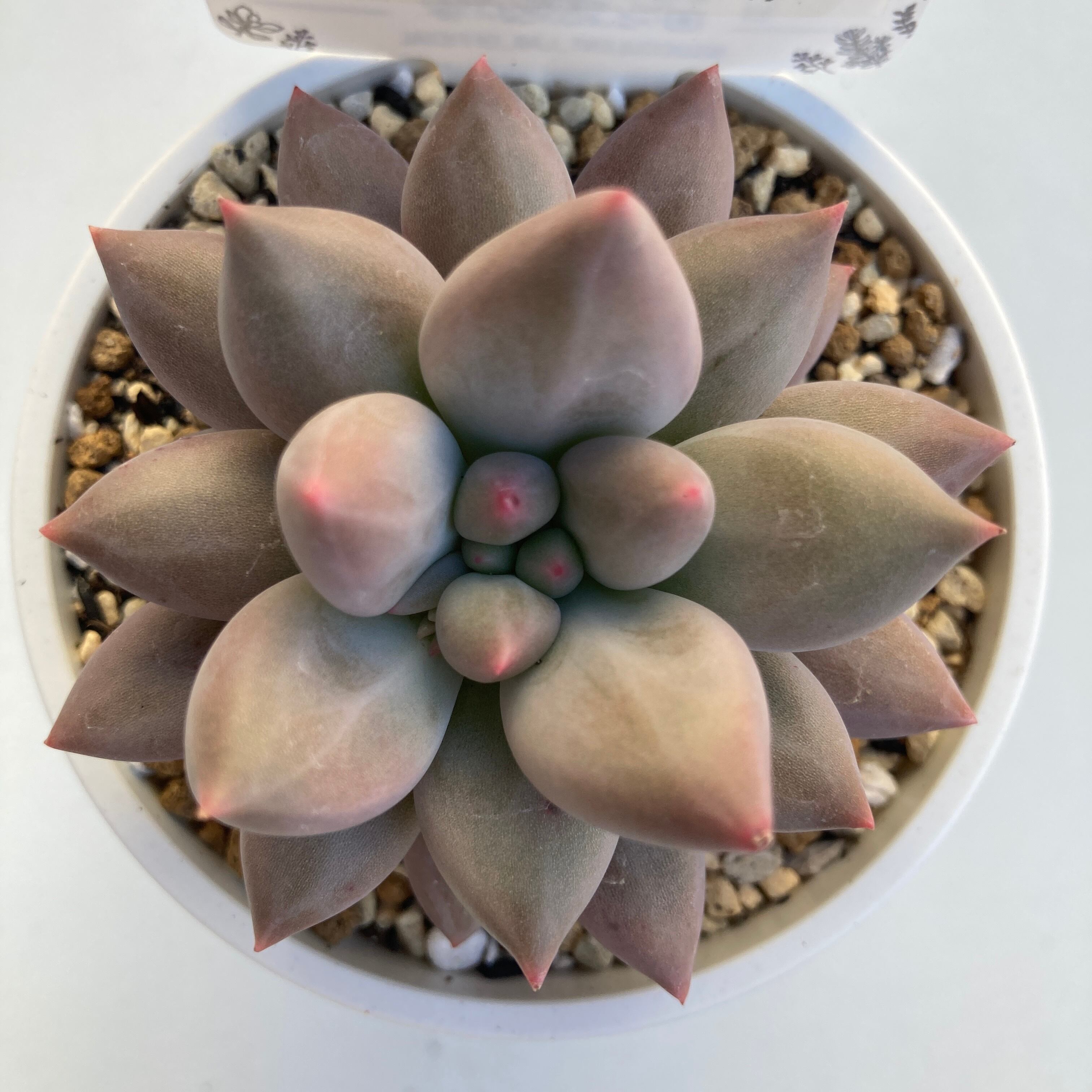 現物商品】エンジェルフィンガー 2.5号サイズ | 多肉植物研究所 現物商品】エンジェルフィンガー 2.5号サイズ | 多肉植物研究所