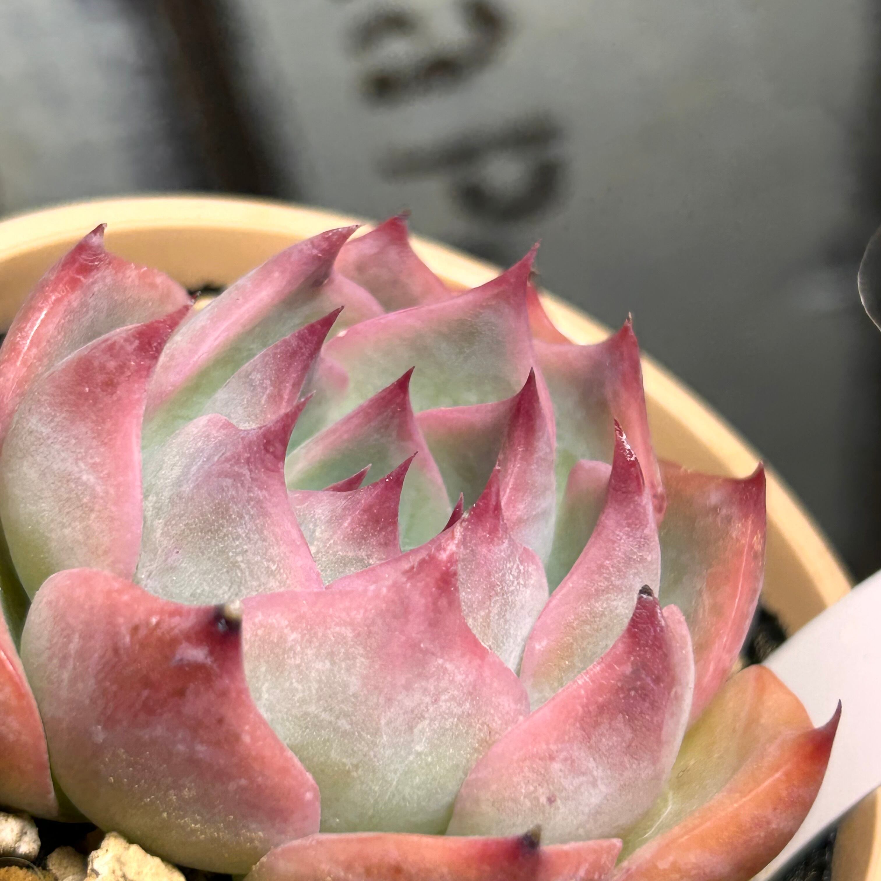 コロラータ×ルシンダ | RuPo 多肉植物専門店