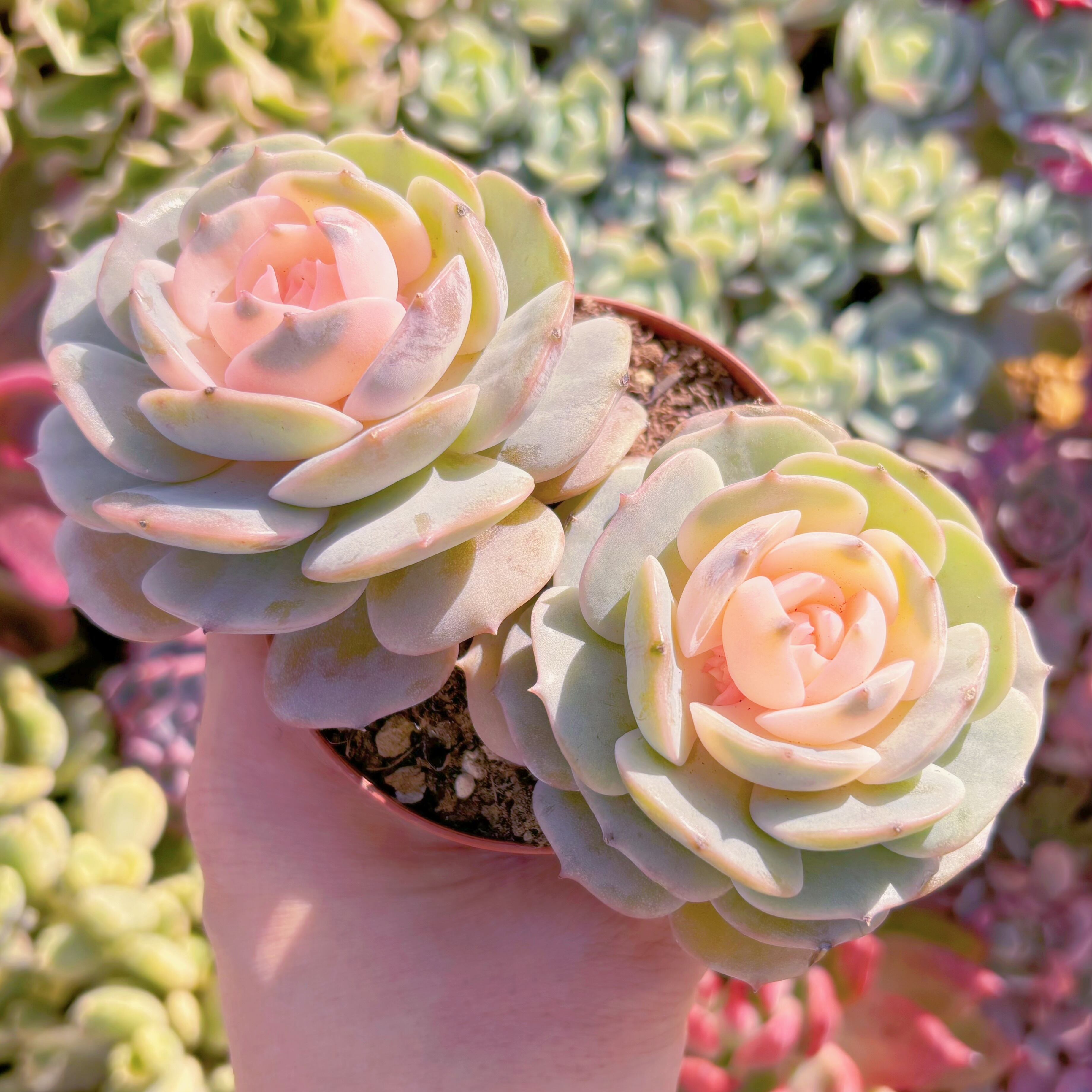 現品　ローラ錦#2170　群生　るる農園