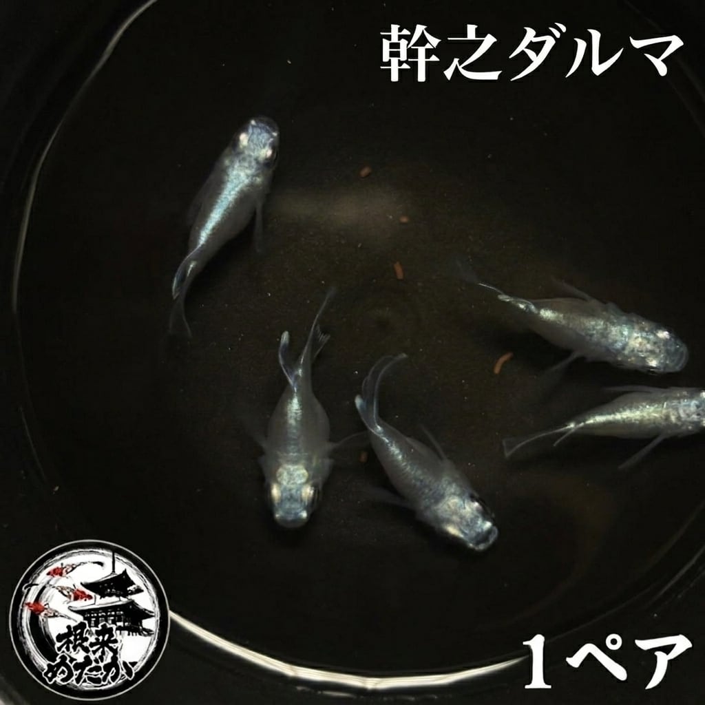 〖1ペア〗幹之ダルマ　メダカ 成魚｜改良メダカ 人気品種 メダカ販売