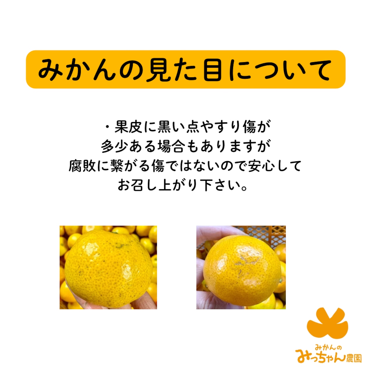 不意打ちみかん(YN26-和歌山限定品種)3キロ