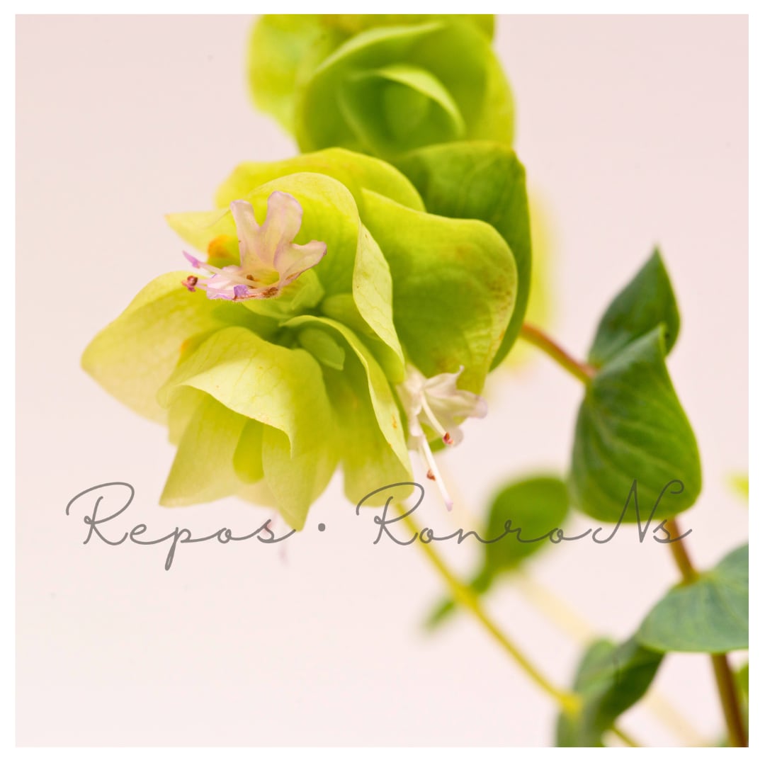 【セット販売】オレガノ:ロタンディフォリウム(2苗×3号)寄せ植え オレガノ苗 花オレガノ ハーブ ハンギング 春の花