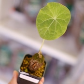 Stephania kaweesakii│ステファニア カウィーサキー②│観葉植物