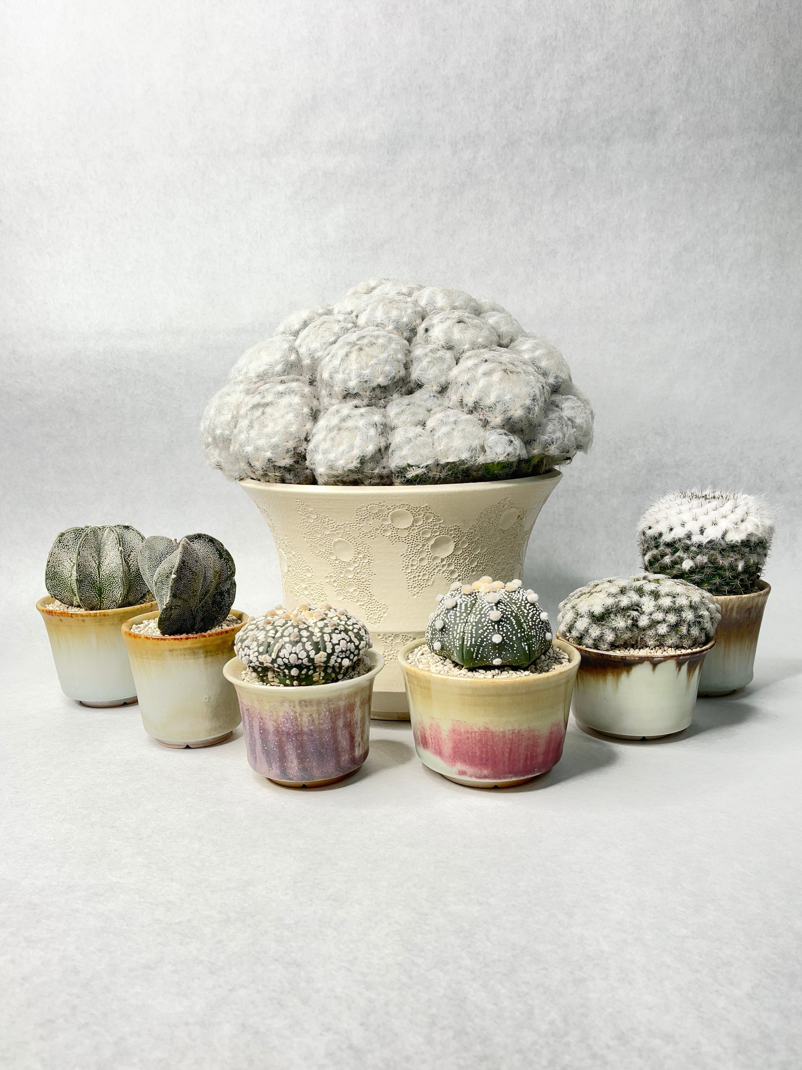 マミラリア・白星パンチパーマ | trigger