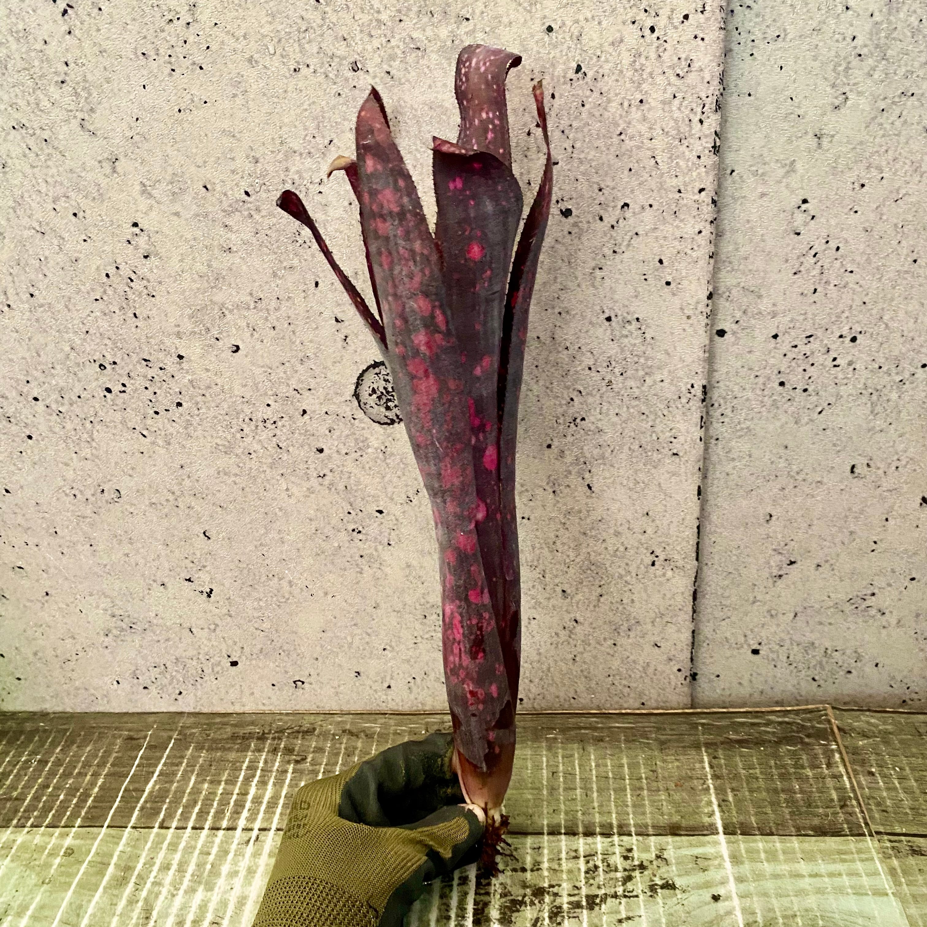レアです！タンクブロメリア『Black Cherry』 | Planet Plants