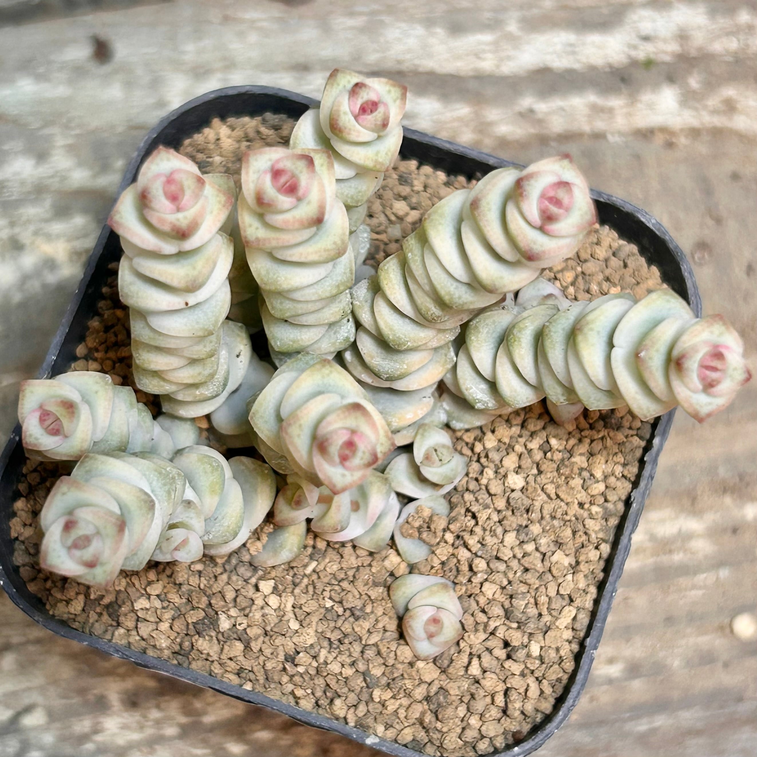 ヒアリナサンルイスデラパス | RuPo 多肉植物専門店