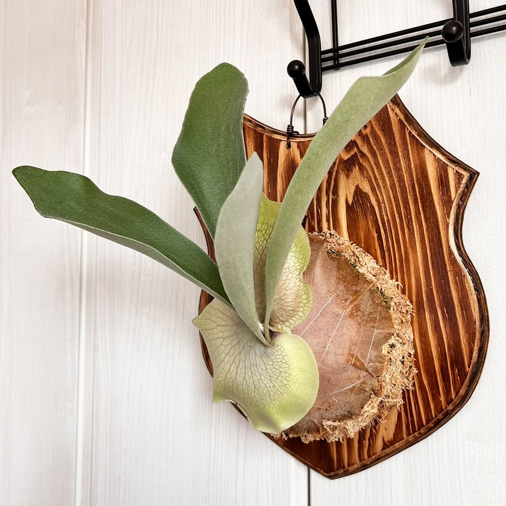 ビカクシダ ネザーランド 大サイズ 板付 【観葉植物 室内 コウモリラン