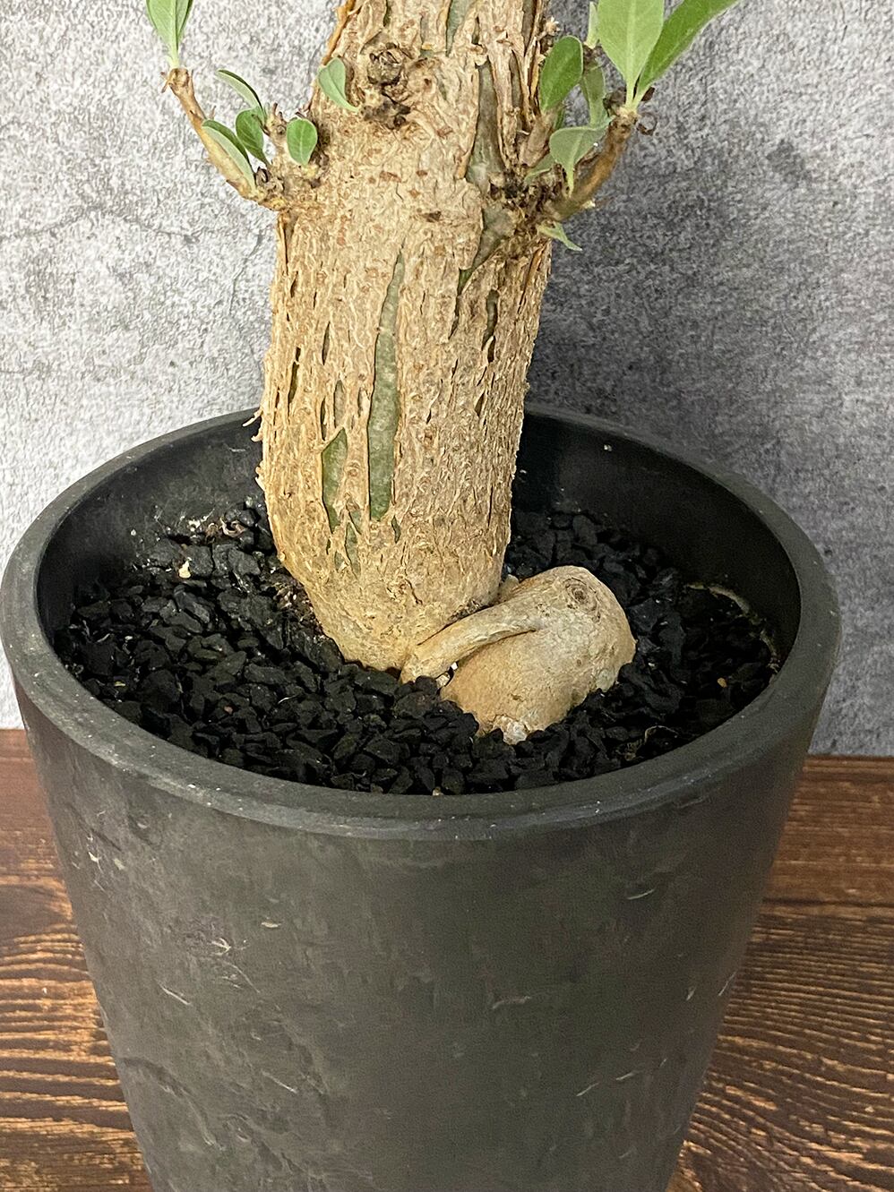 現品】セサモタムナス ルガルディー 8号 大株 天狗のゴマすり 4T番