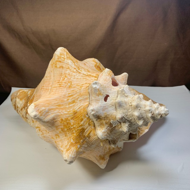 3.クイーンコンクシェル貝母・貝殻