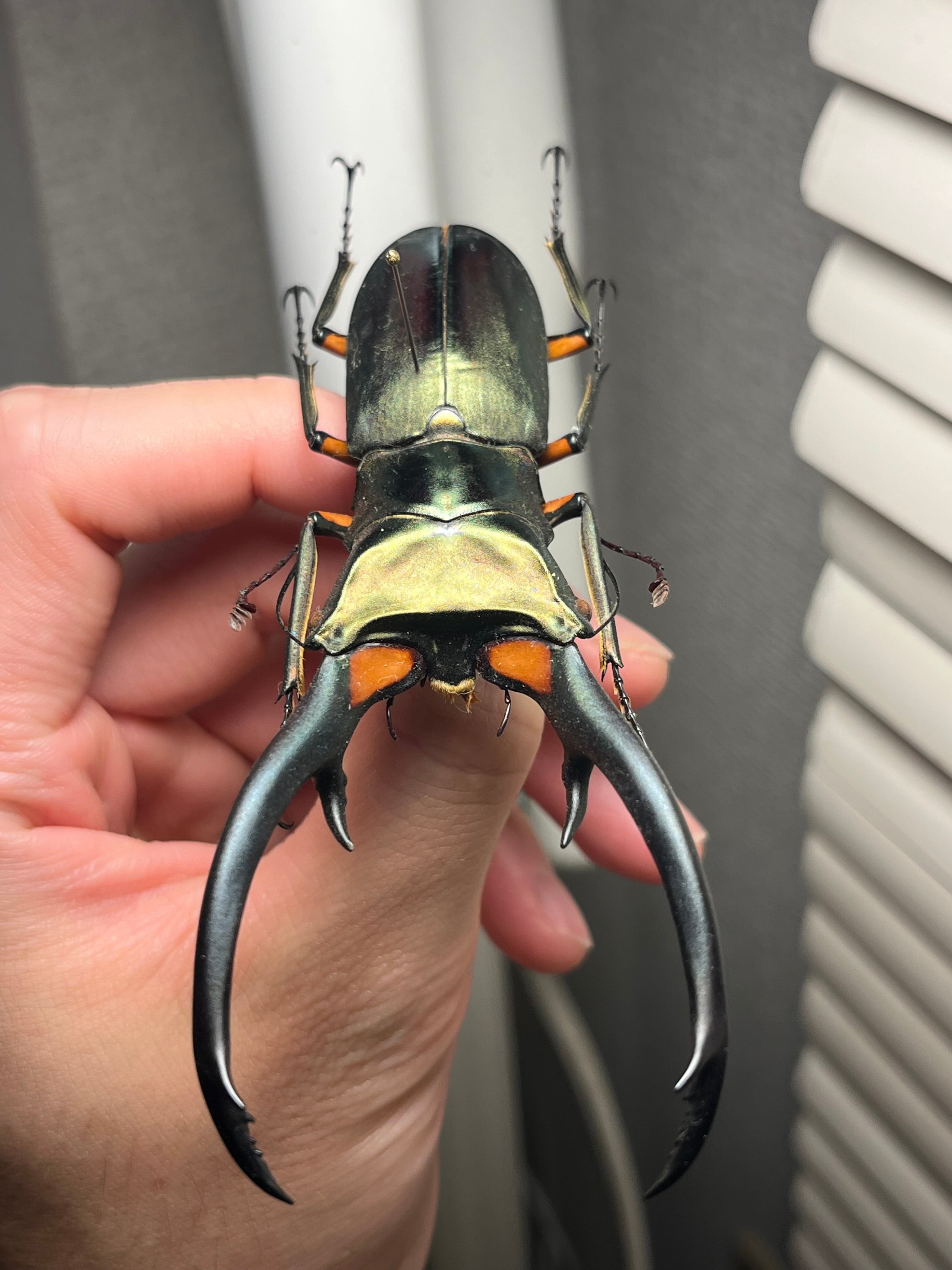 102mm】エラフスホソアカクワガタ Cyclommatus elaphus 紅鹿細身赤鍬形