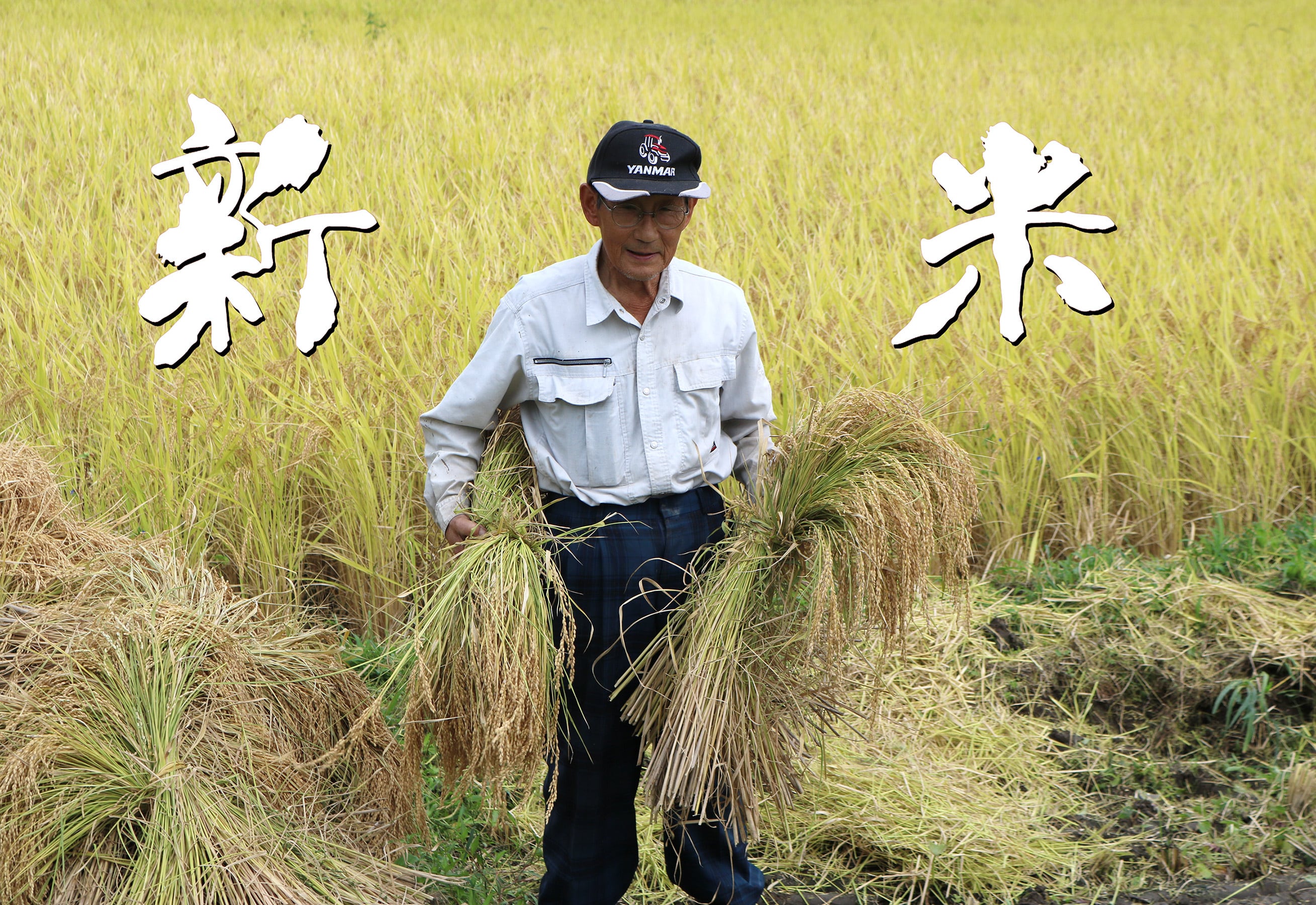 令和7年度産 新米 会津産コシヒカリ 60kgまとめて購入（特典付き