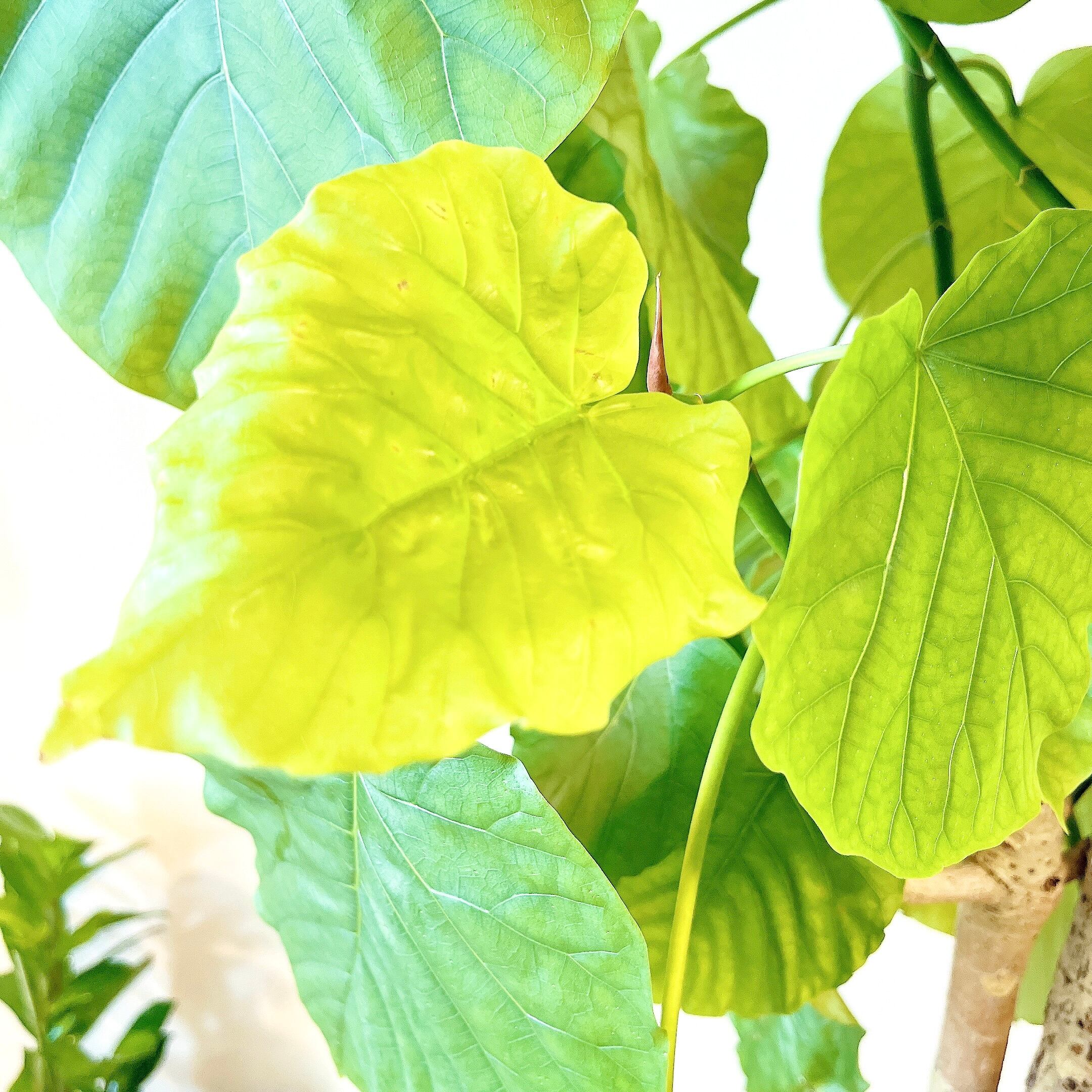 極上・現品】フィカス ウンベラータ 10号鉢 170cm ｜ 贅沢な5株植え