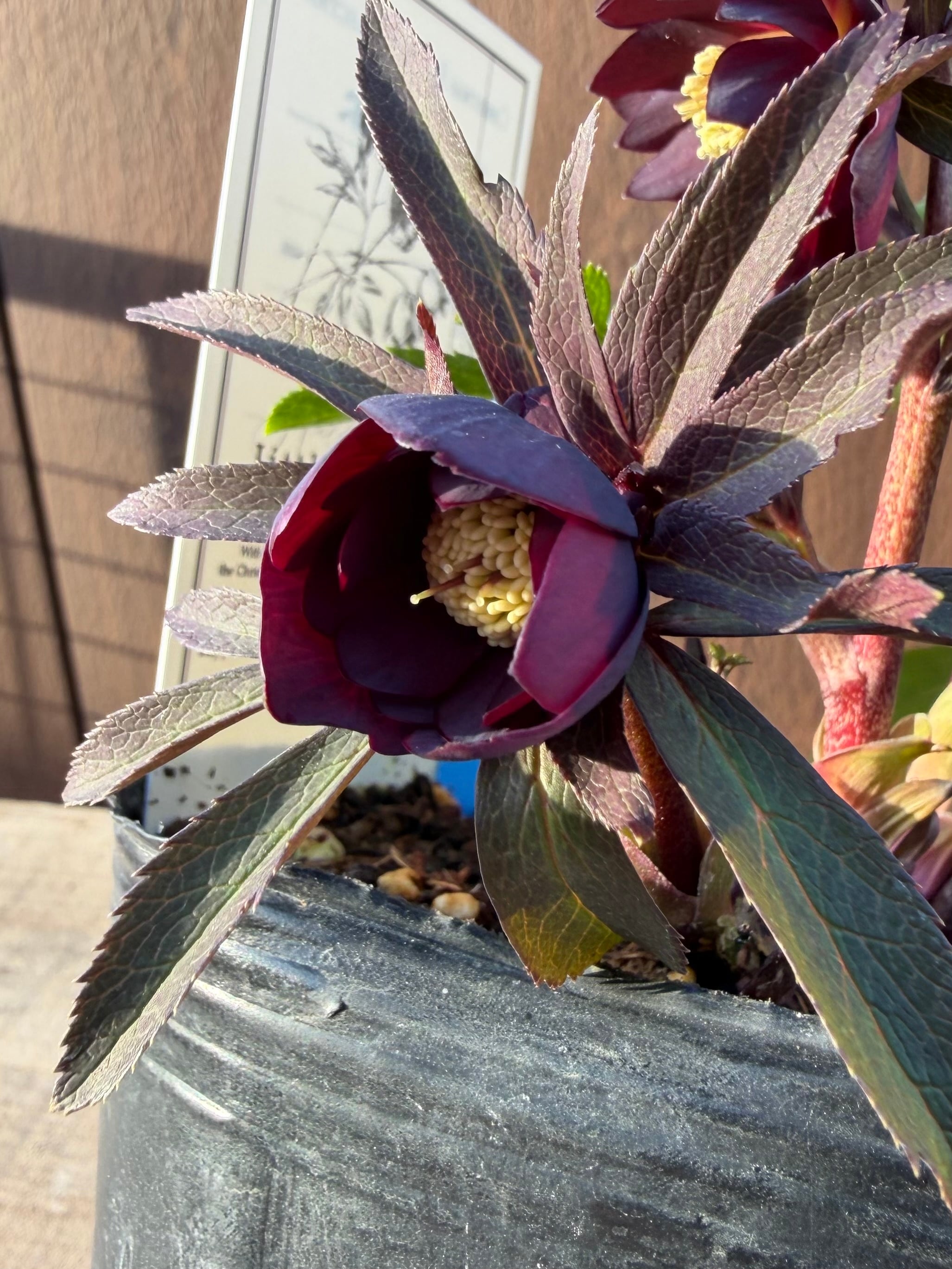 リトルビーストファントム アトロルーベンス系ダブル 高橋育苗