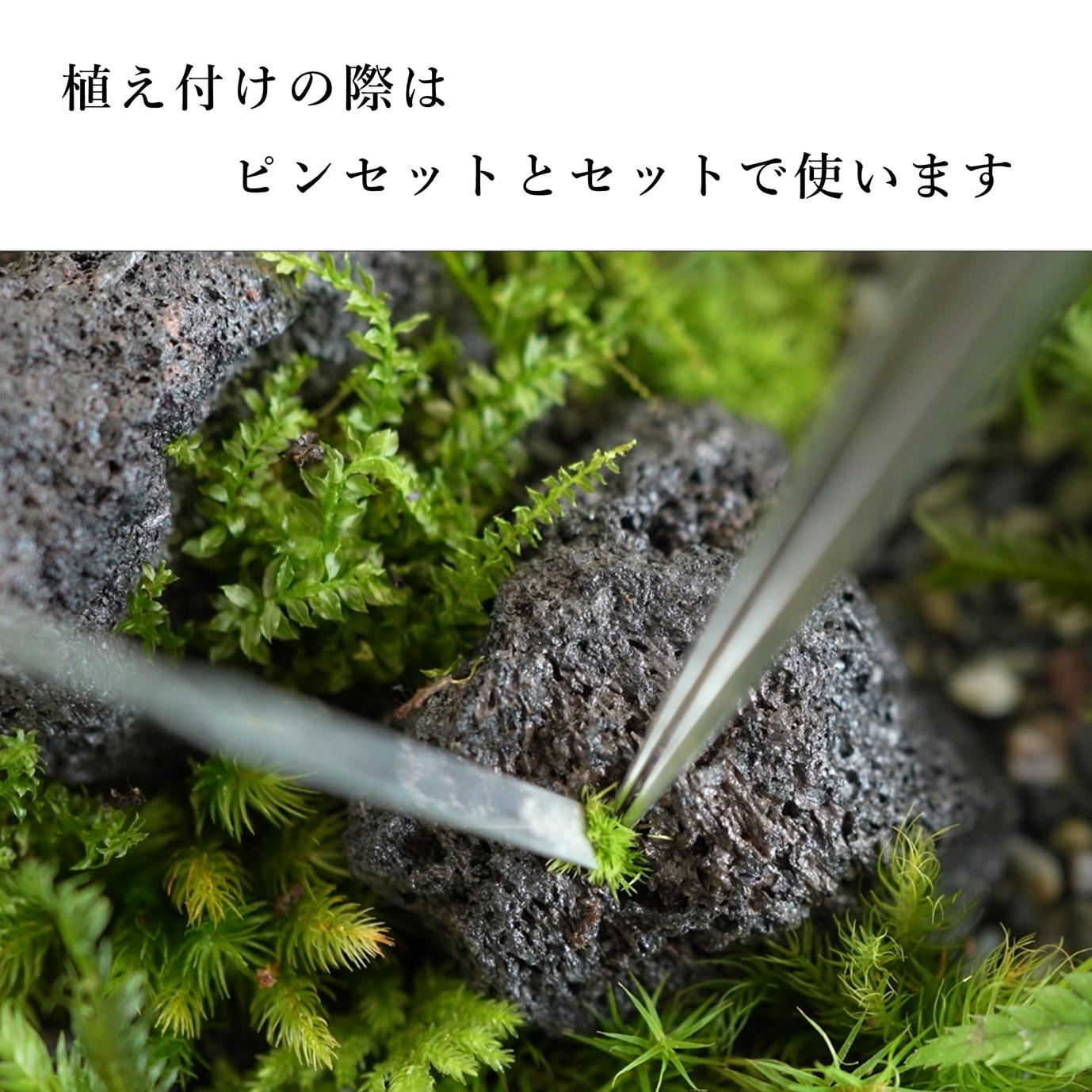 苔テラリウム作製用ツール】ミクロスパーテル | 苔テラリウム専門