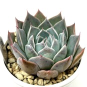 ♀シムランス ラグナサンチェス× ♂クスピダータ パラス【161】