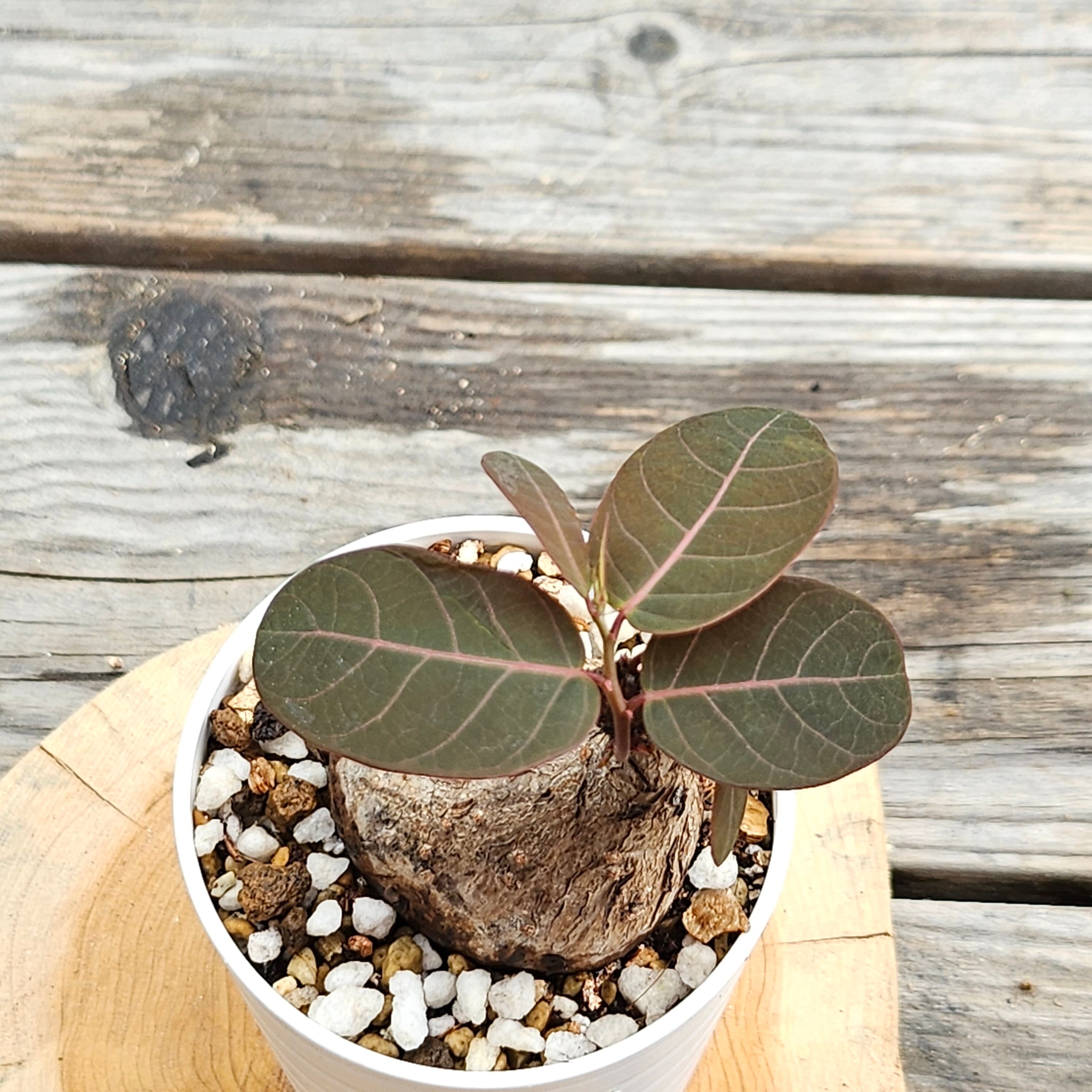 ⑭♡小株♡〚フィランサス・ミラビリス〛Phyllanthus Mirabilis 塊根