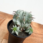 Euphorbia hyb. horrida【ユーフォルビア・玉型白ホリダ】