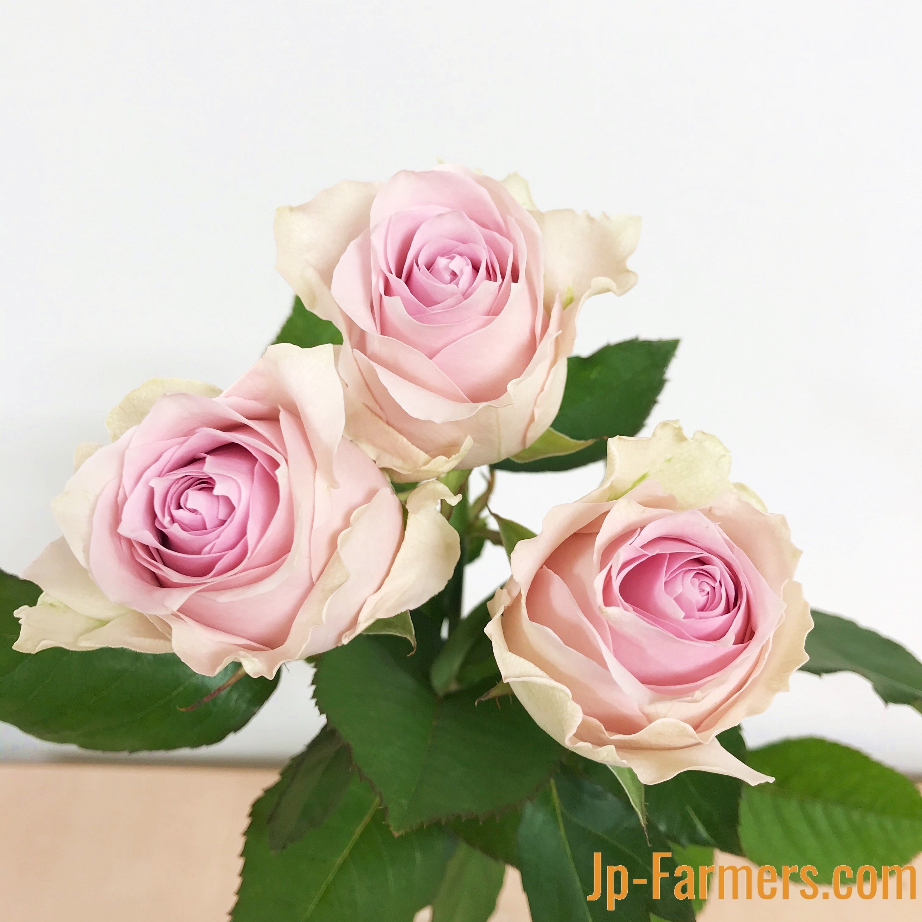 神田ばら園 バラ（リメンブランス） 10本 | 新鮮お花問屋 Jp-Farmers.com