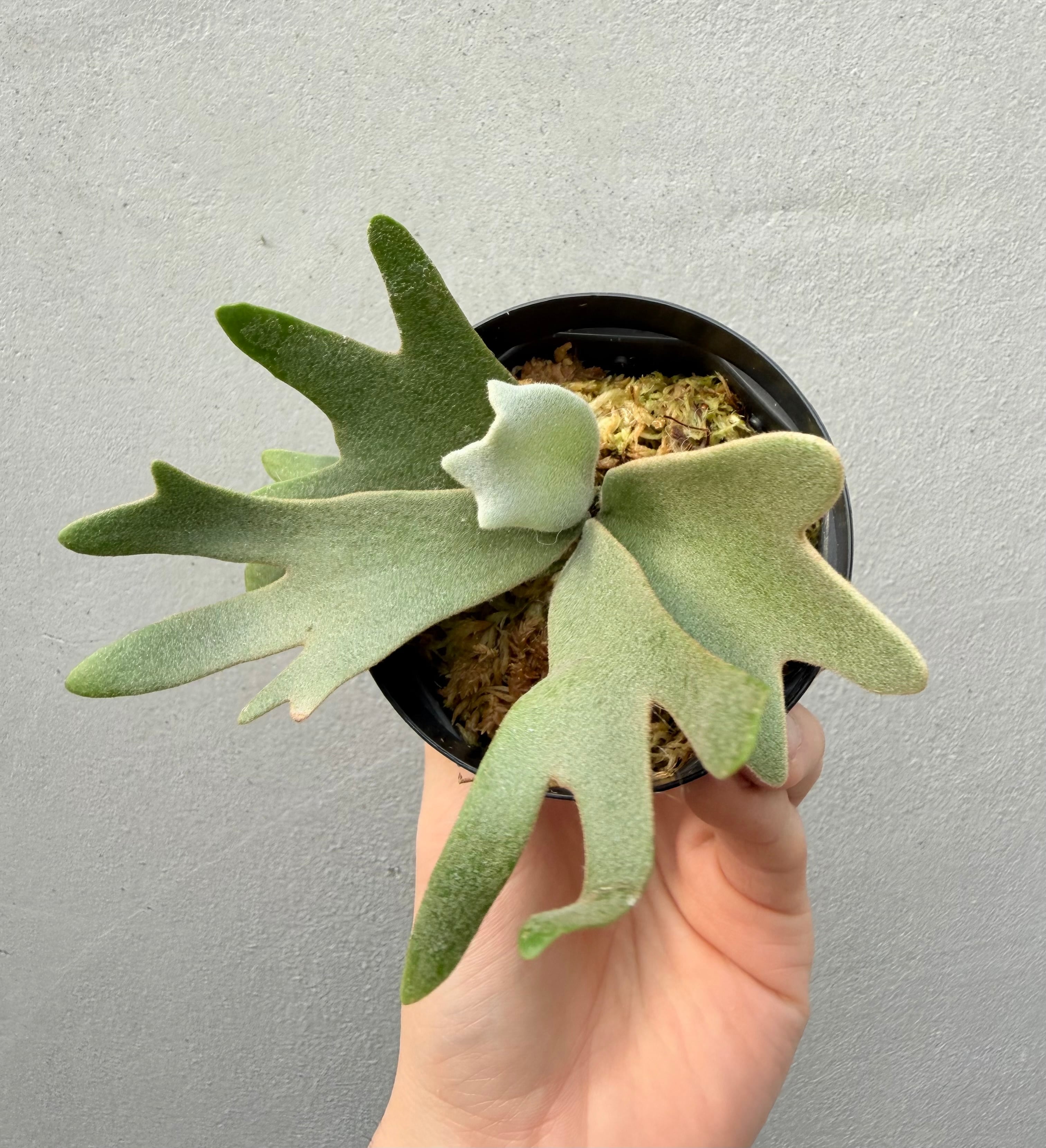 c) P. willinckii '金童' spore grown ① (Golden Boy) ビカクシダ