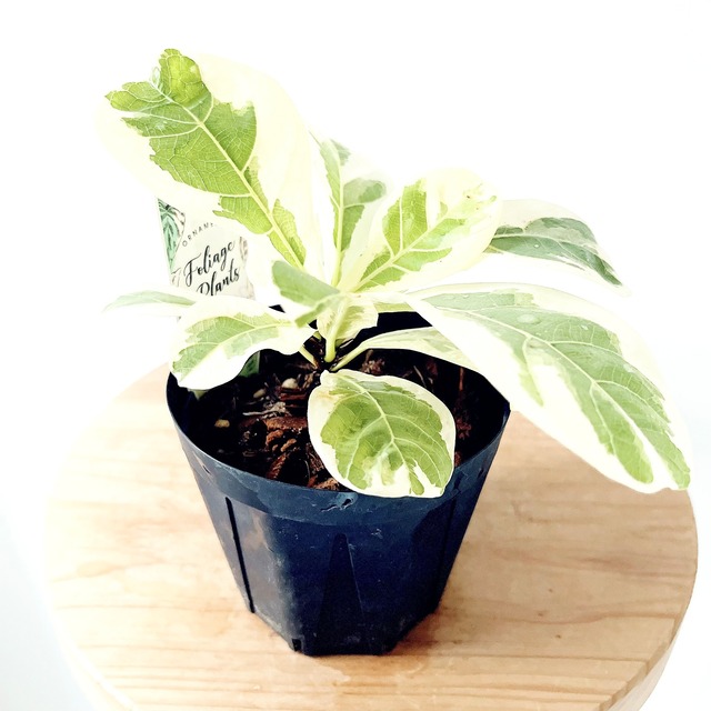フィカス リラータ イヴォンヌ 斑入り カシワバゴム 観葉植物 calm cafe
