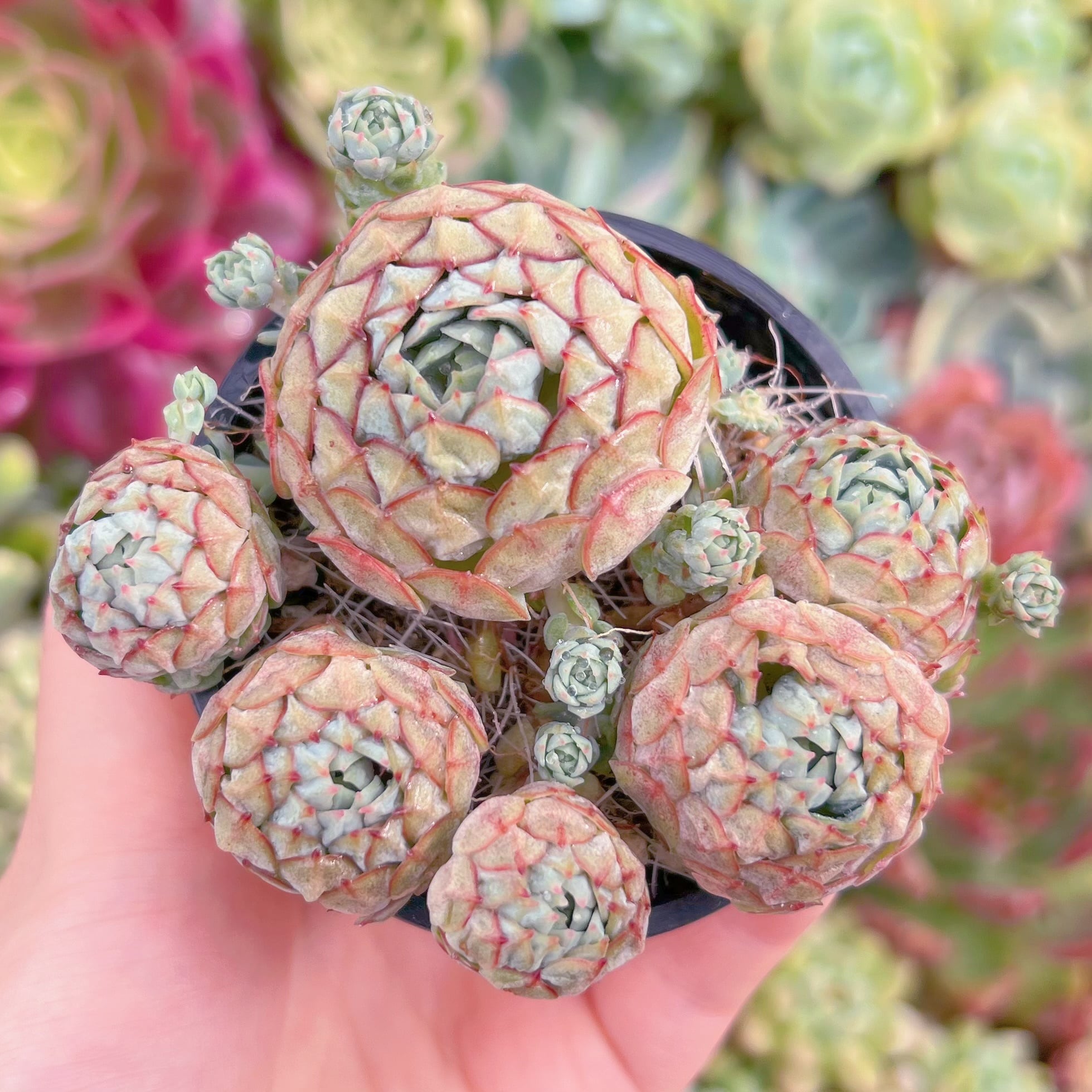 現品　レッドボート#246　群生　るる農園