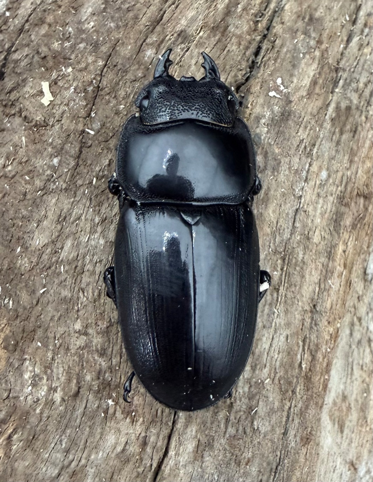 【WD】《アルキデスヒラタ アチェ産 80.5mm（胸幅33mm） ペア》