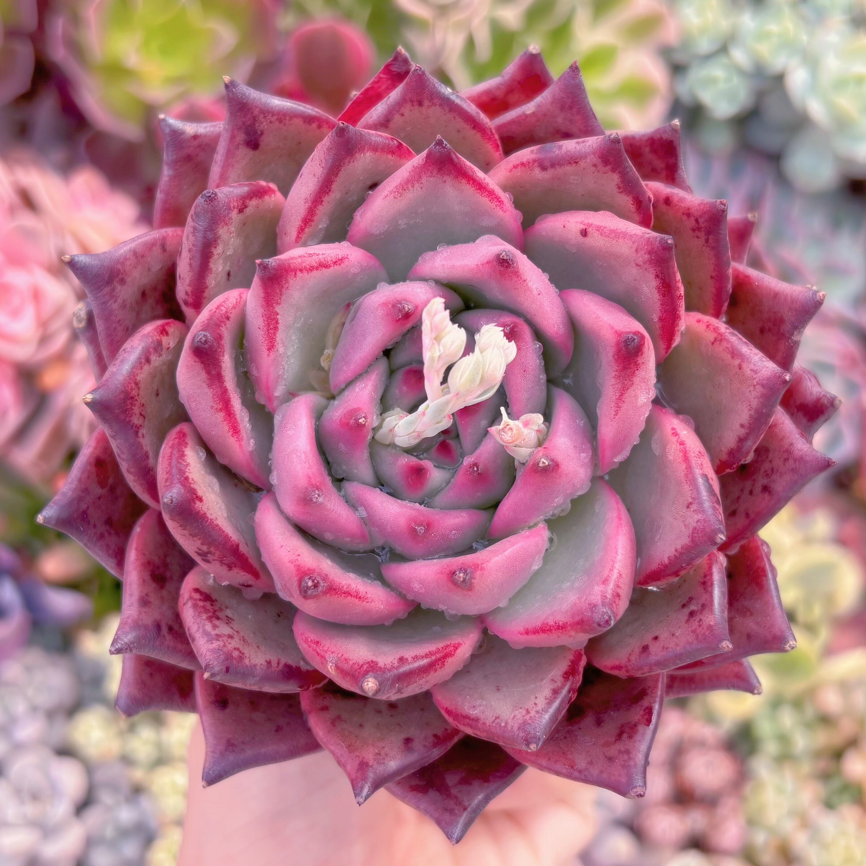 現品　ロメオxマリア#636　新入荷　大苗　るる農園