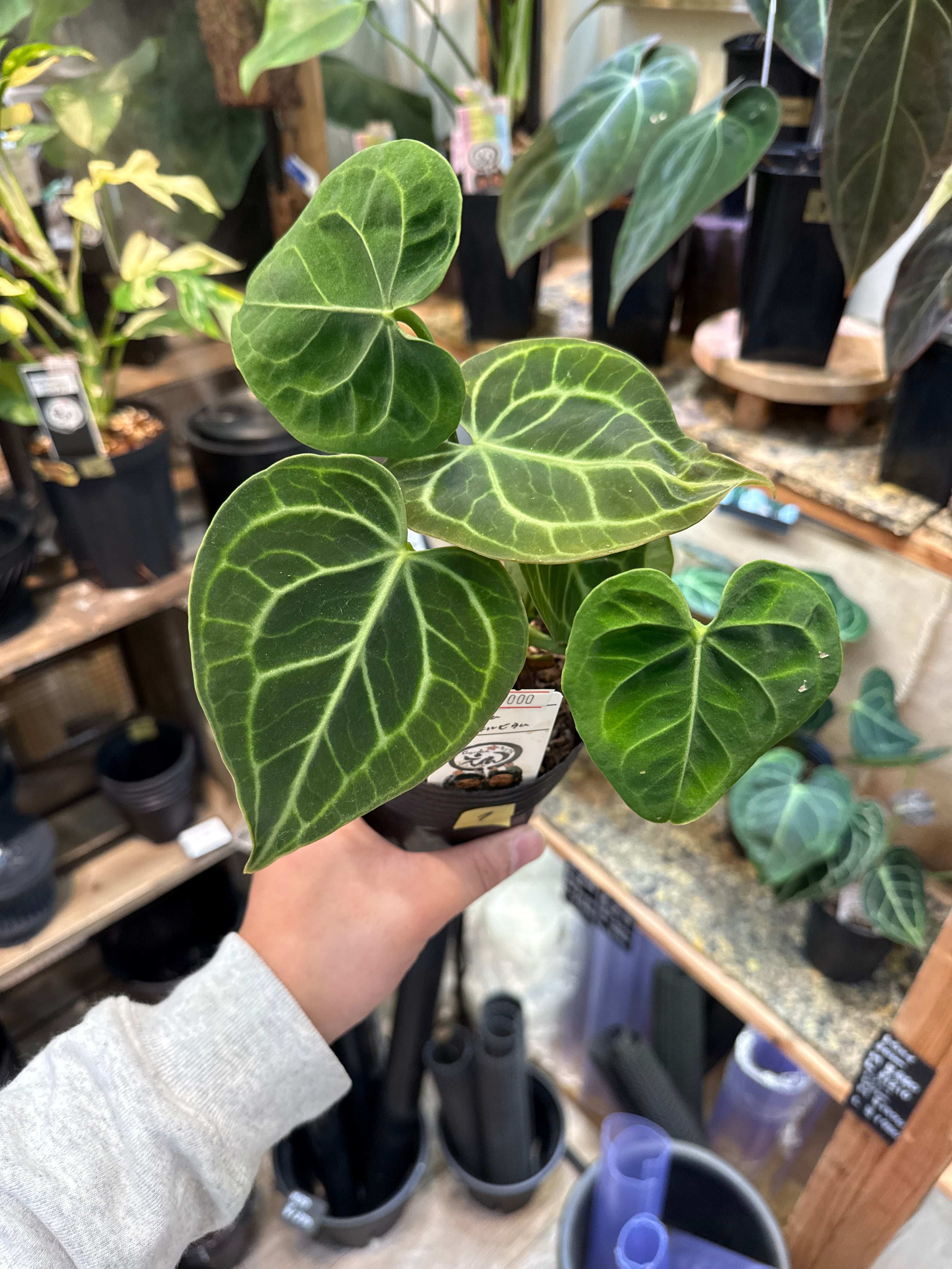 ① アンスリウム クラリネルビウム | Gardenえん 【観葉熱帯植物】 ① アンスリウム クラリネルビウム | Gardenえん 【観葉熱帯植物】