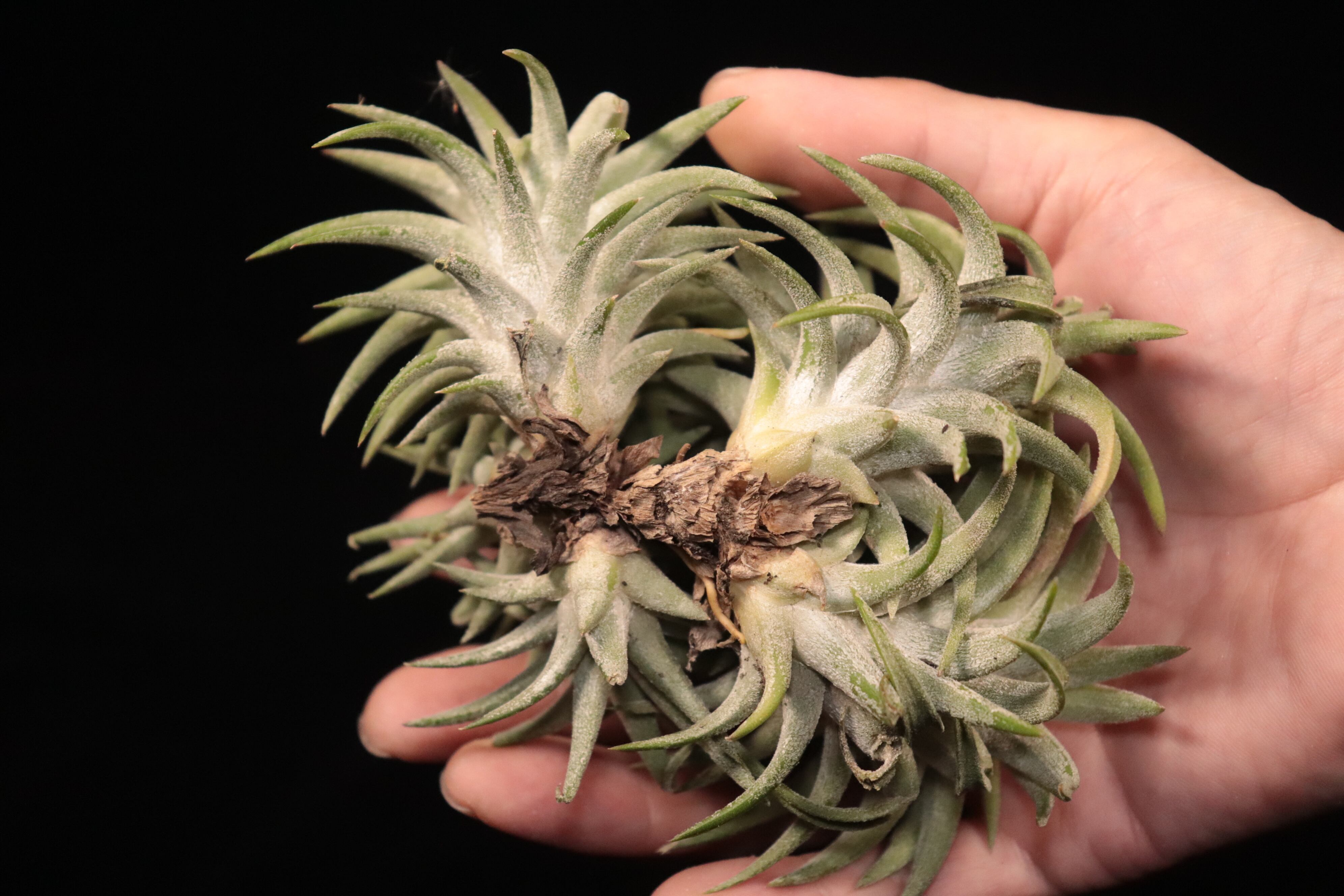 Tillandsia ionantha var. vanhyningii 'Jumbo' (Clump)〔ティランジア