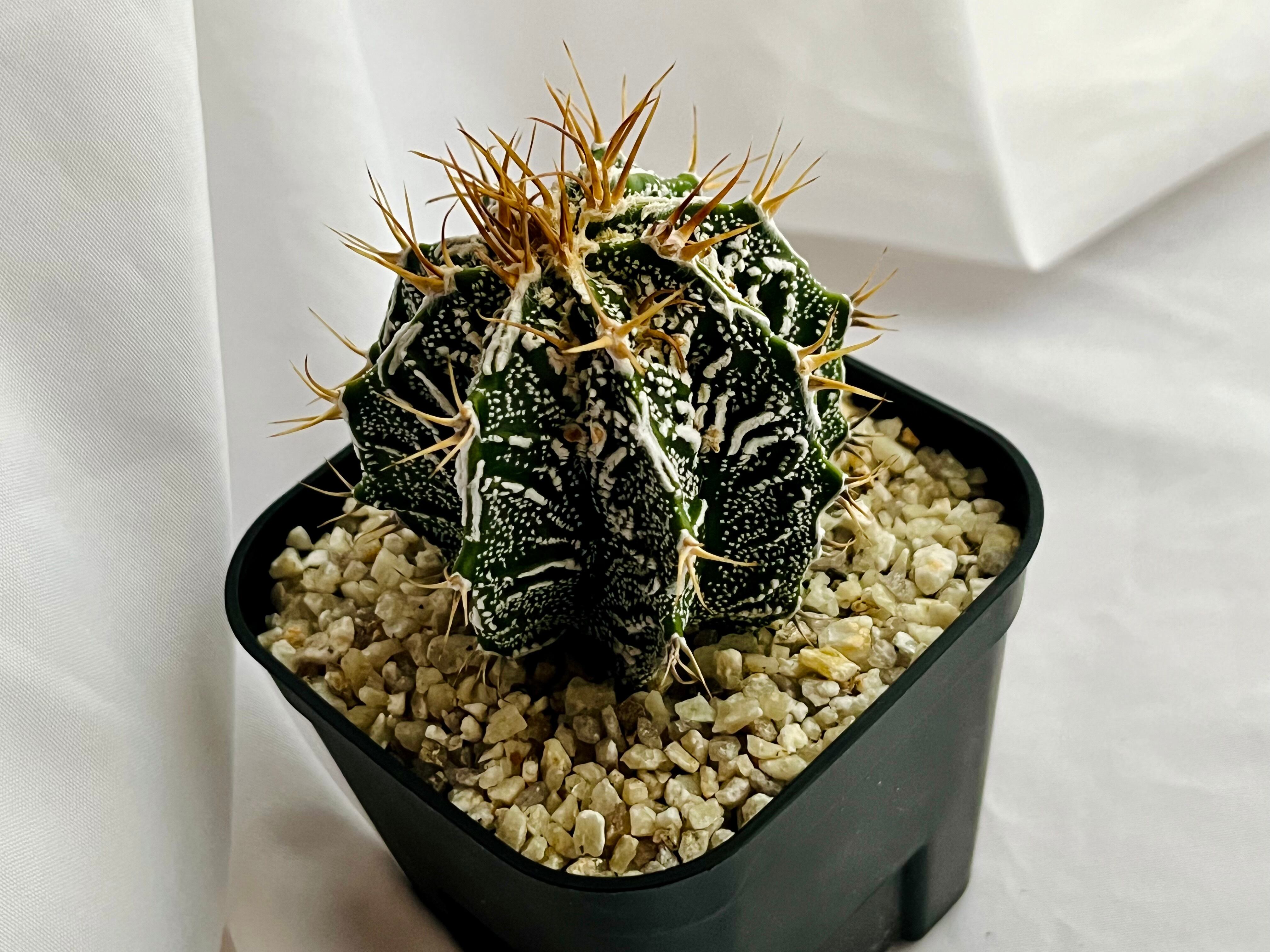 CO★101 アストロフィツム 複隆へキラン錦★　サボテン　 多肉植物