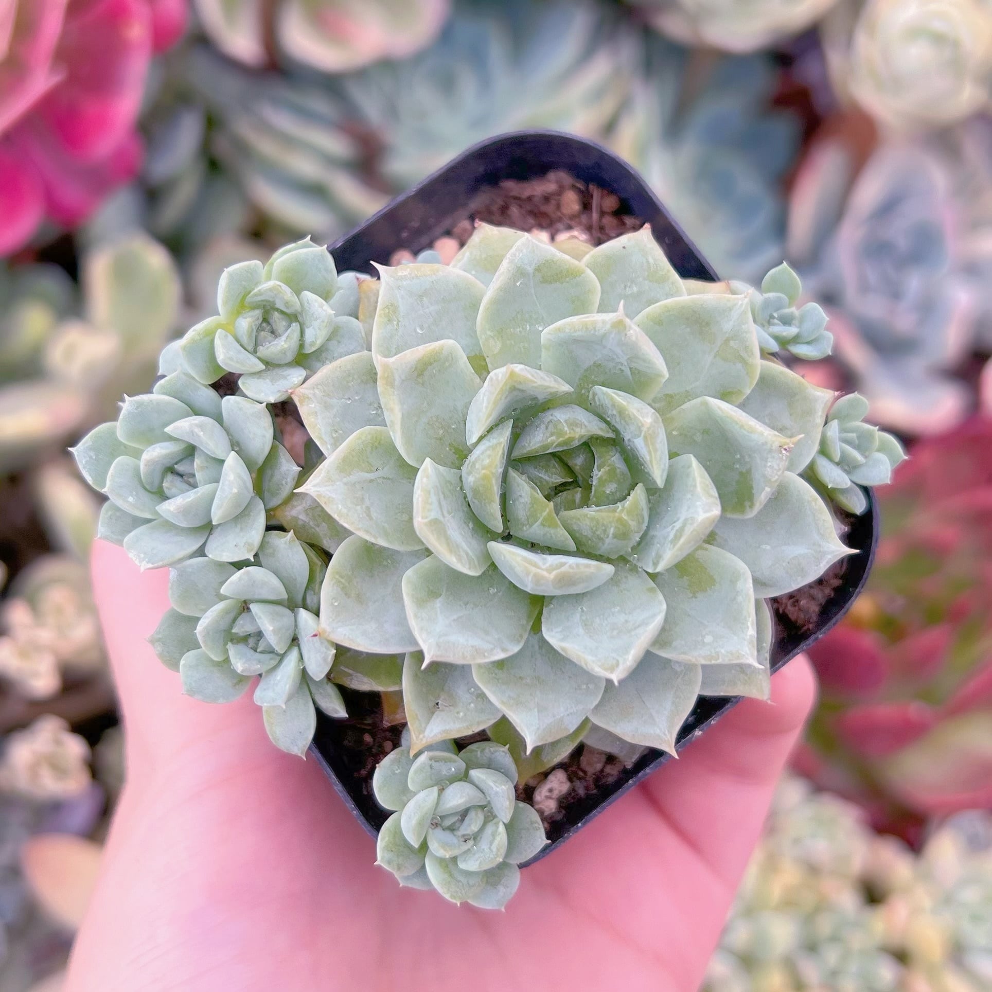 現品　春荷#533　るる農園