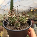 Turbinicarpus schmiedickeanus【ツルビニカルプス・昇竜丸・実生】