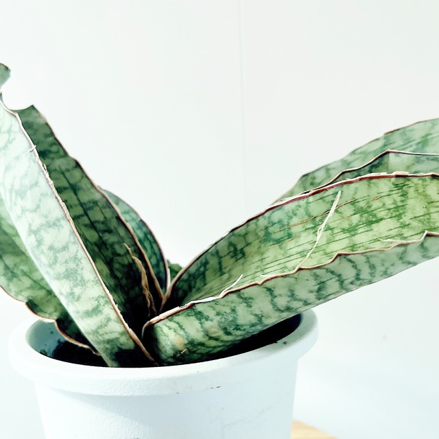 空間を格上げする植物 サンスベリア キルキーシルバーブルー 観葉植物 calm cafe