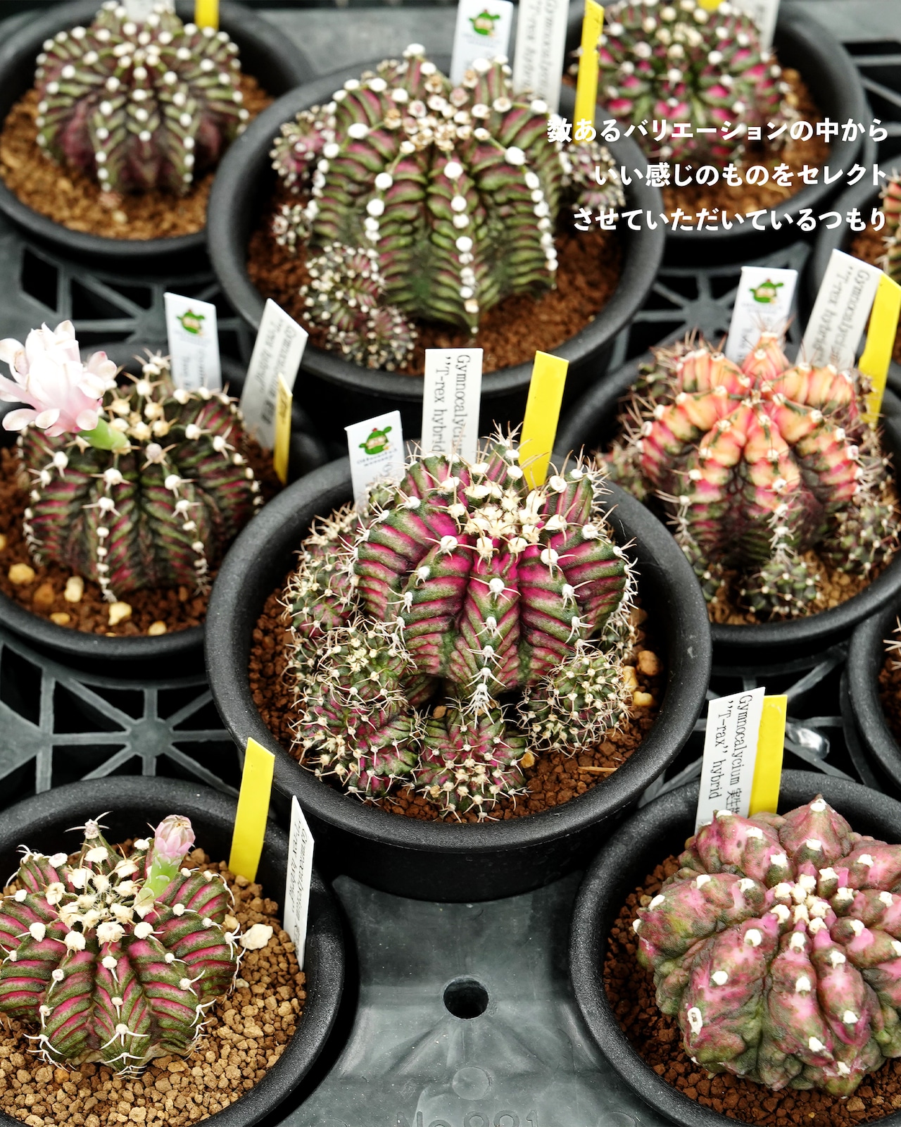 カット苗 ギムノカリキウム T-REXハイブリッド カキコミニ株 Gymnocalycium 'T-rex Hybrid'