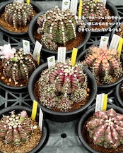 カット苗 ギムノカリキウム T-REXハイブリッド カキコミニ株 Gymnocalycium 'T-rex Hybrid'