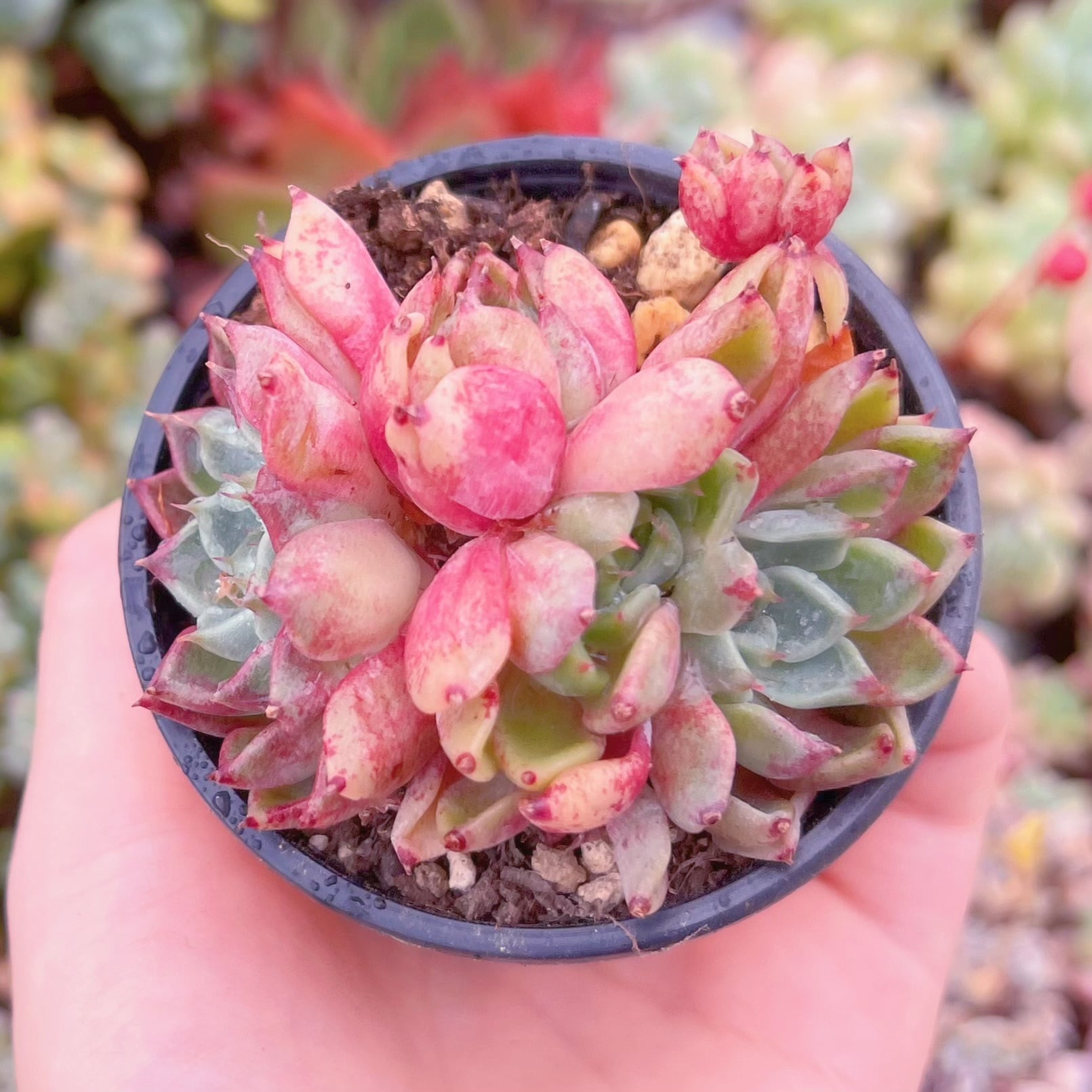 現品　沙羅姫牡丹#1180　群生　るる農園