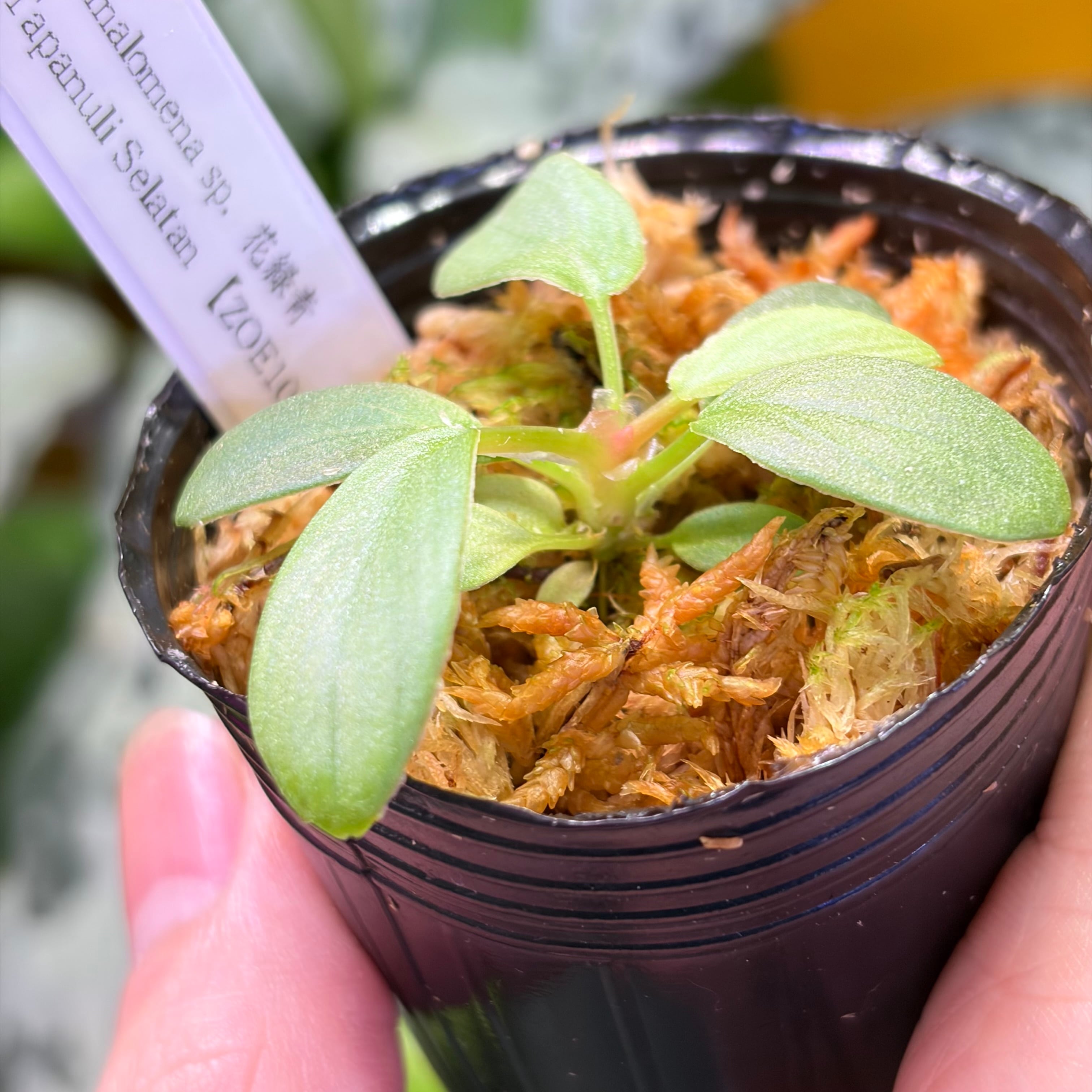 Homalomena sp. 花緑青 Tapanuli Selatan 【ZOE1025-4p】 銀葉個体