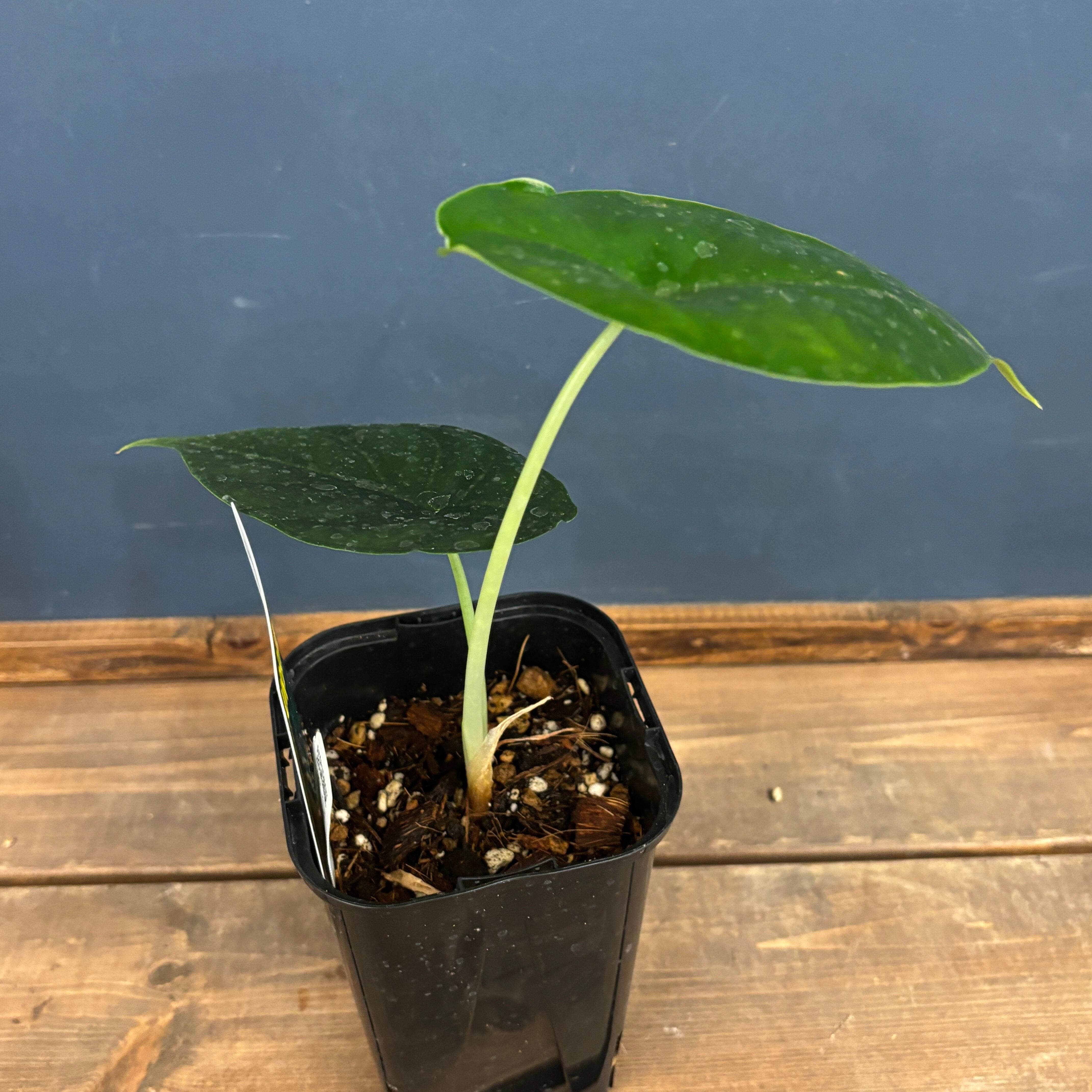 アロカシア グリーンユニコーン【839】 | PROTOLEAF プロトリーフ