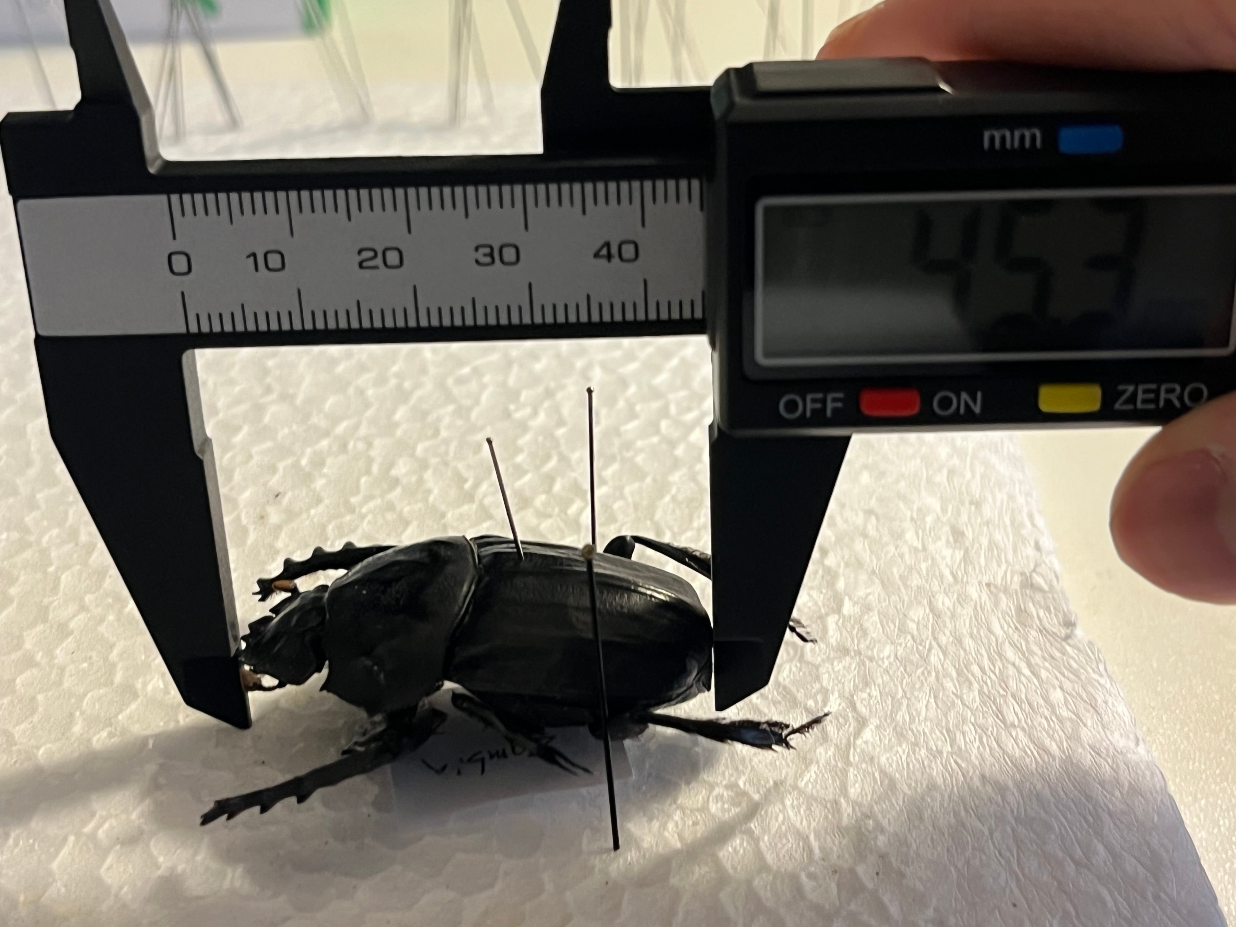 属内入門種】Pachysoma denticollis パキソマ フンチュウ