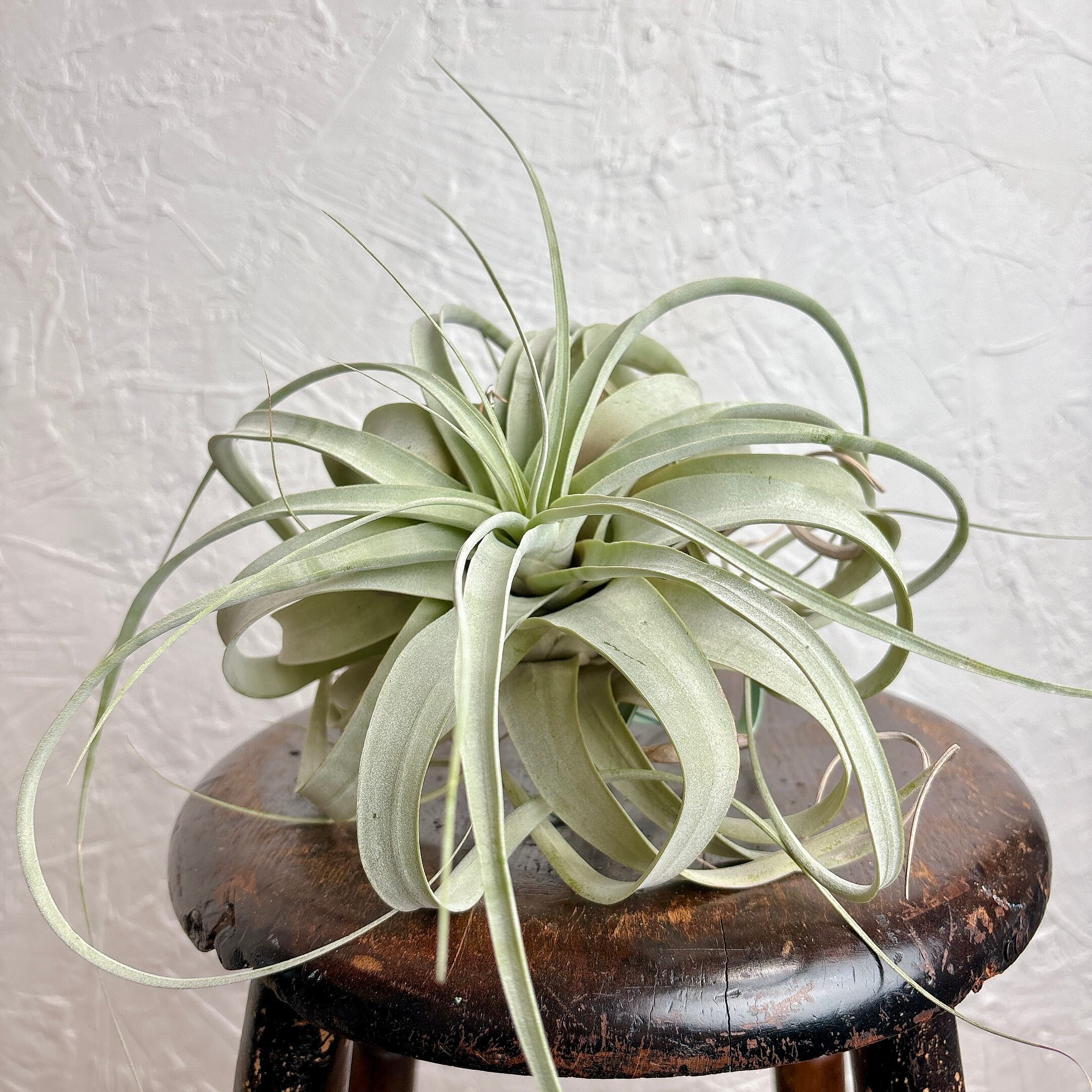 チランジア キセログラフィカ [ エアプランツ ] | yu25plants