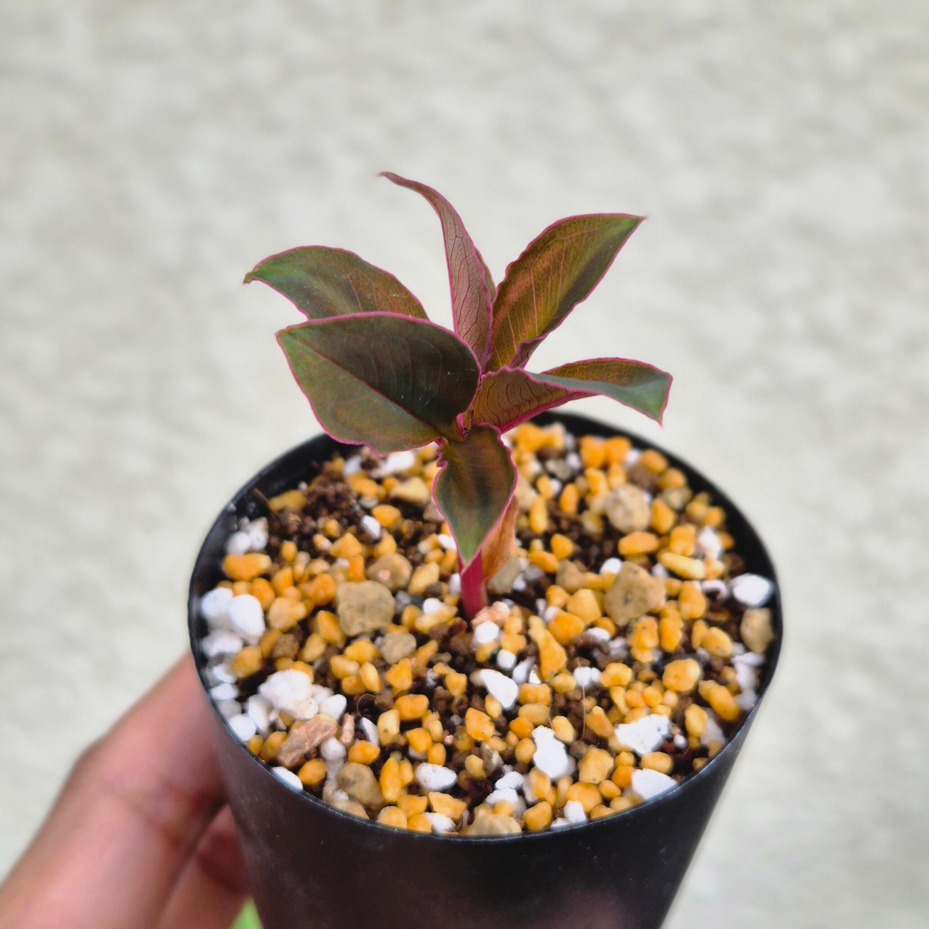 AM1 ♡レア〚 アモルフォファルス アトロビリディス 〛 Amorphophallus Atroviridis 塊根植物 コーデックス
